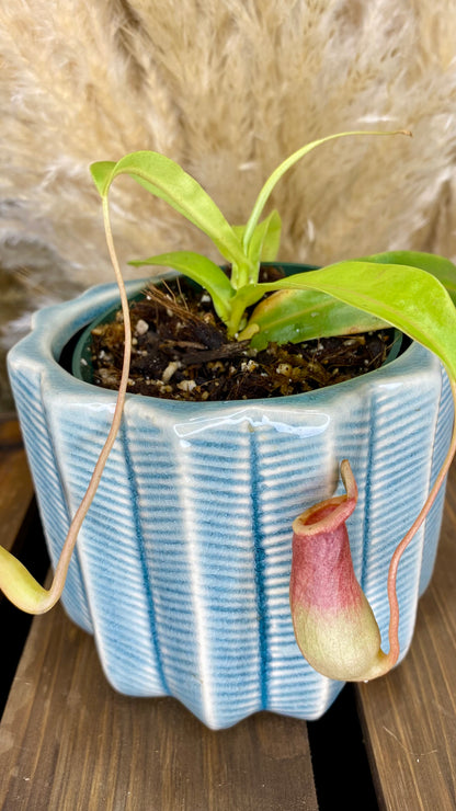 Pitcher Plant (Nepenthes) 4”