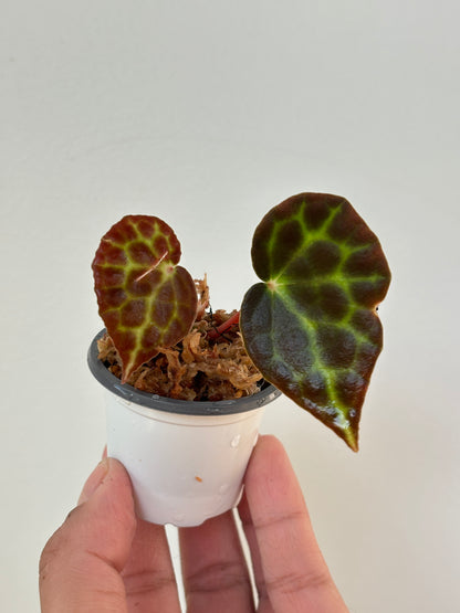 Begonia Tanjiewhoei