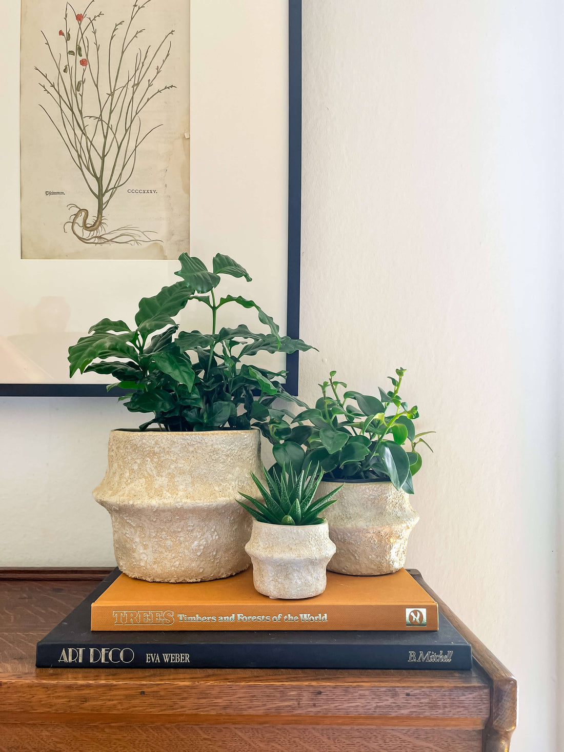 Solene Planter – Textured Ceramic Pot with Drainage: Medium 5.25&quot;