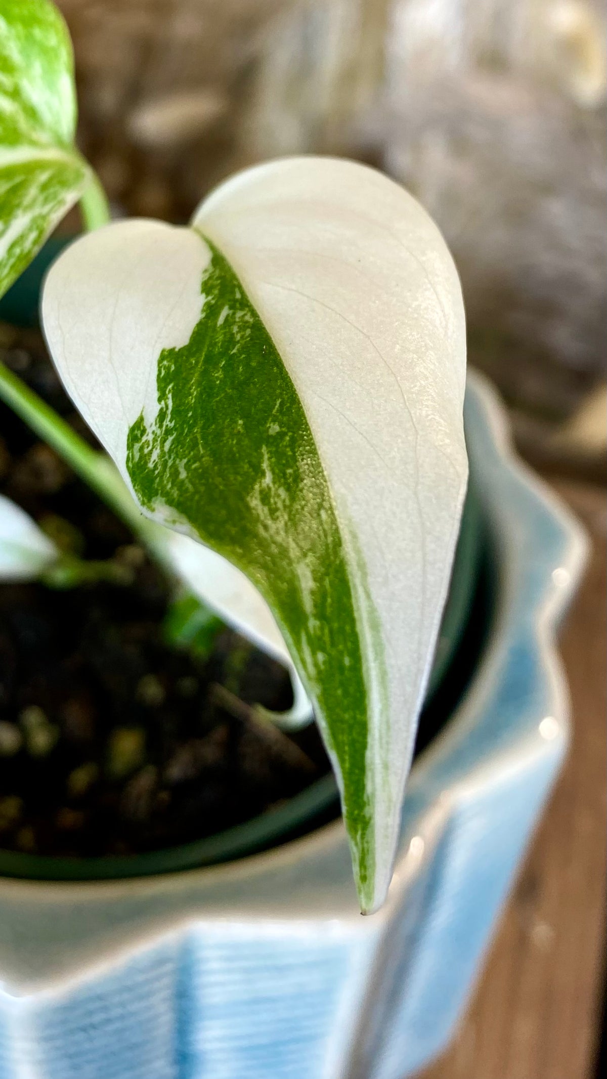 Monstera Albo 4"