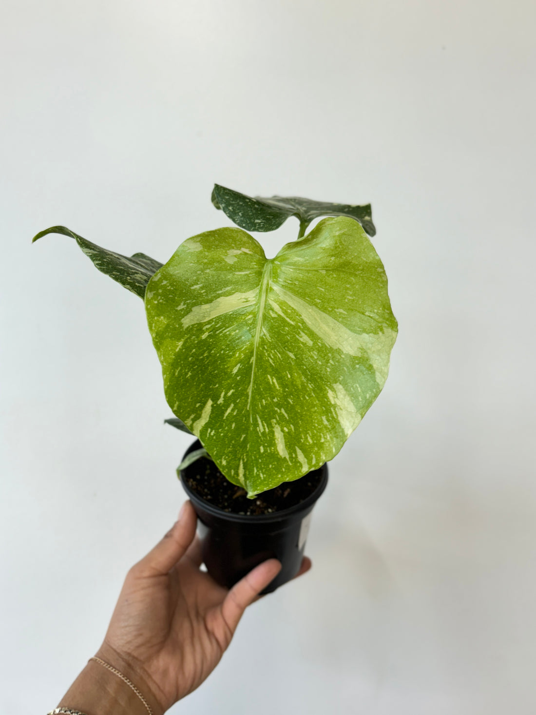 Monstera Thai Constellation-Medium