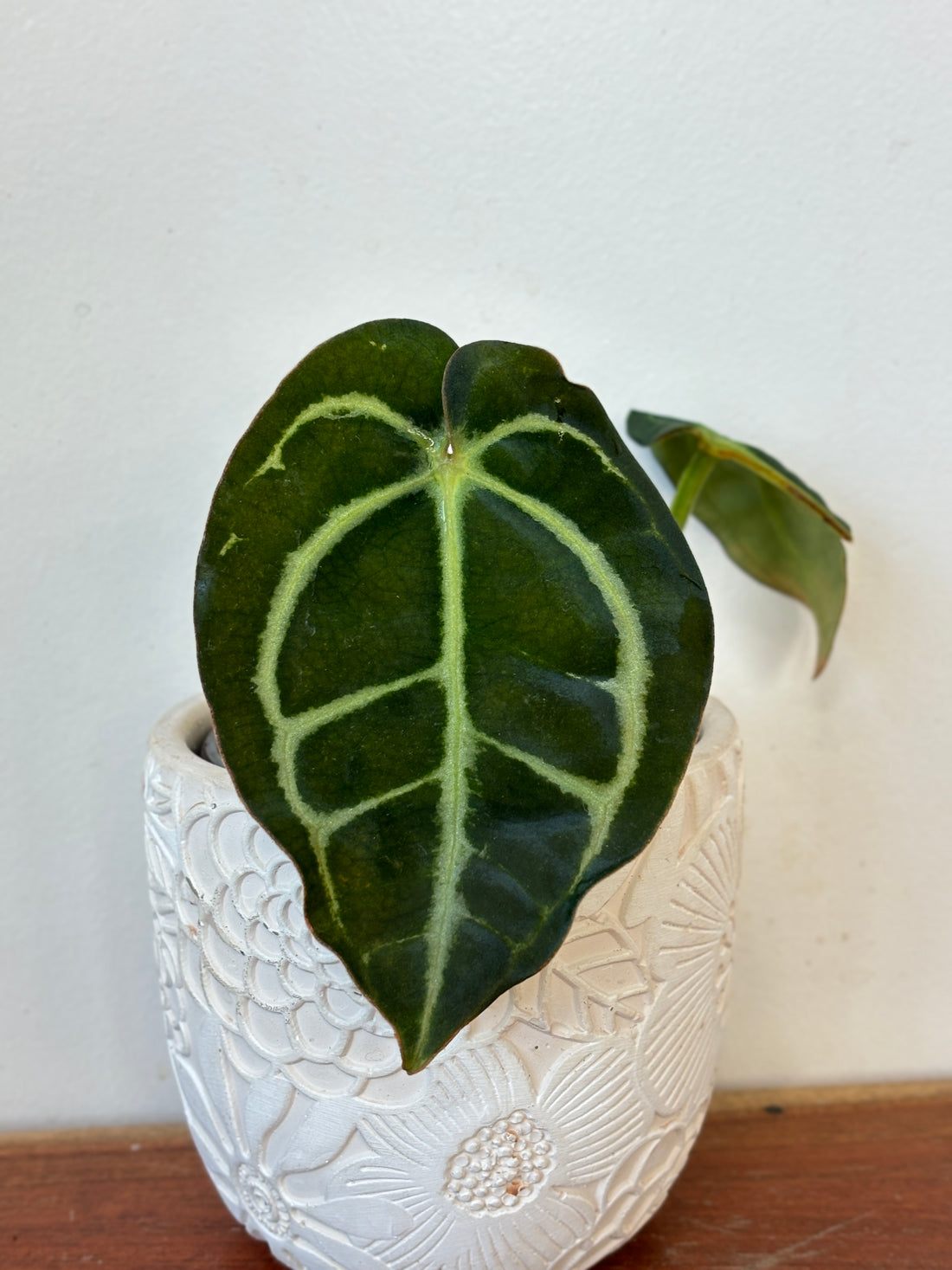 (A2) Anthurium Carlablackiae