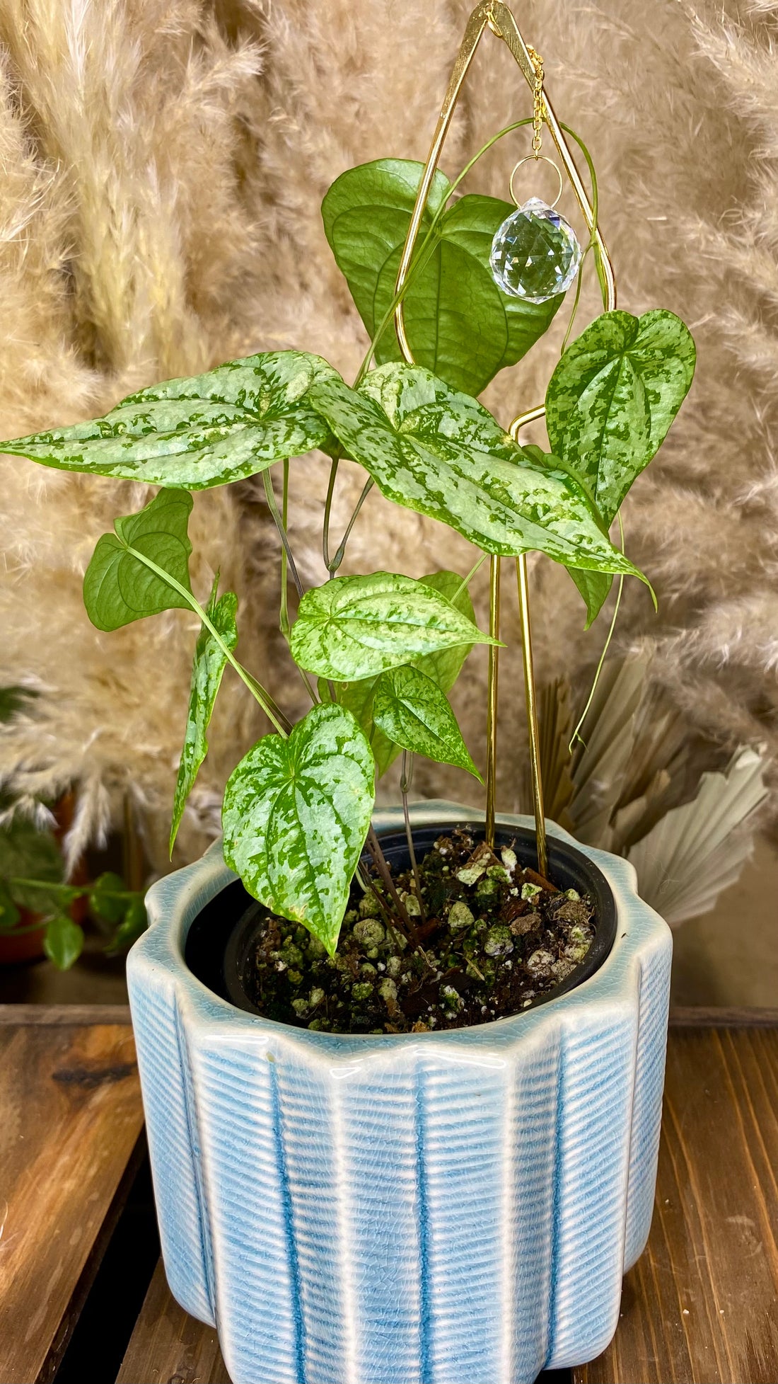 Discorea sp. Colombia Silver