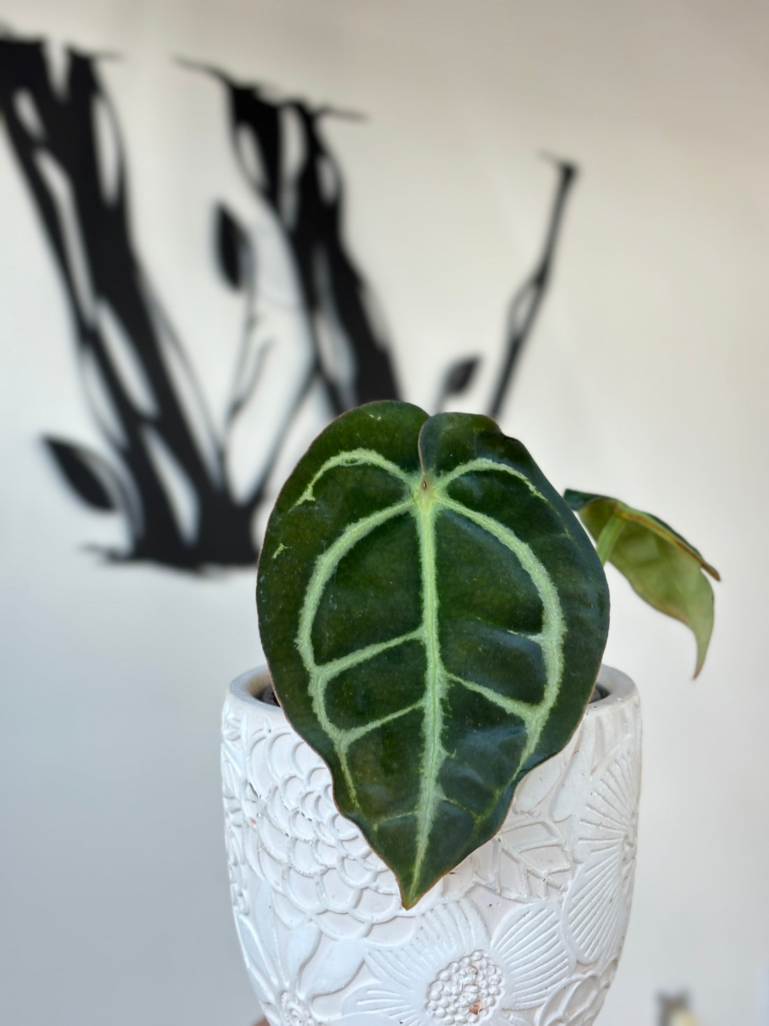 (A2) Anthurium Carlablackiae