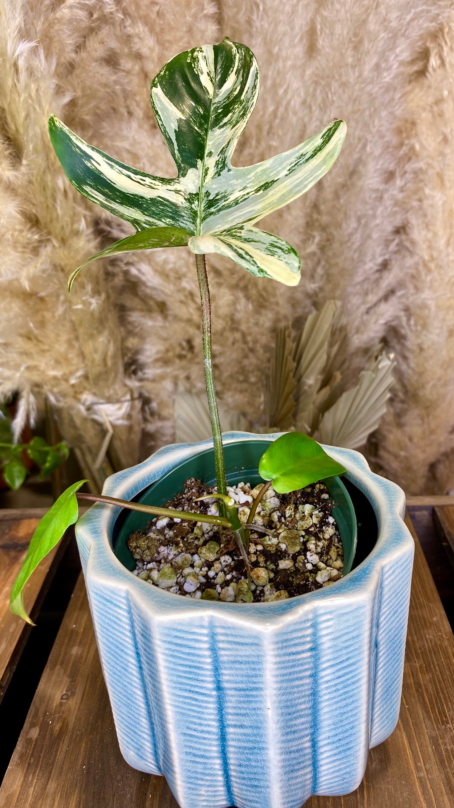Philodendron Florida Beauty WP 48