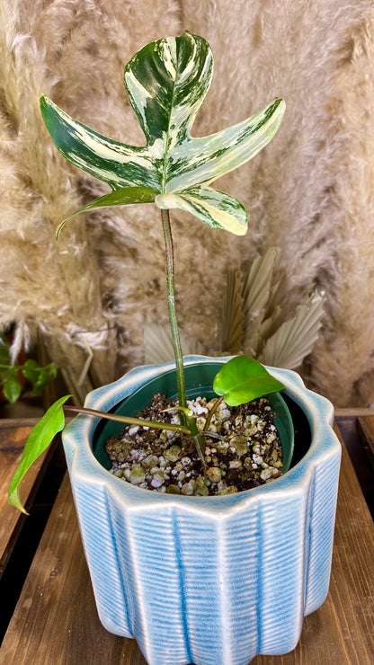 Philodendron Florida Beauty WP 48