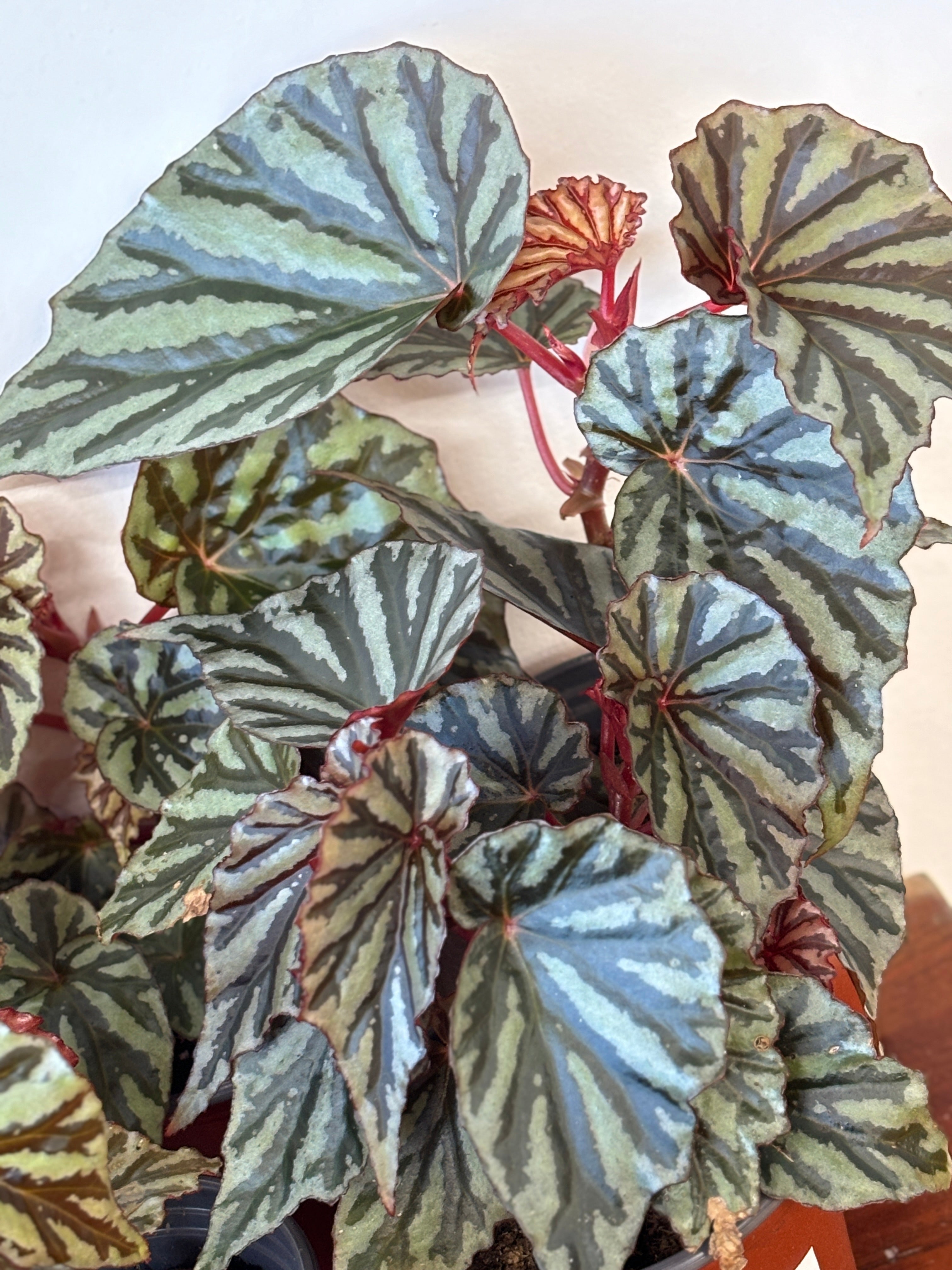 Weekly Feature- Begonia Jaya