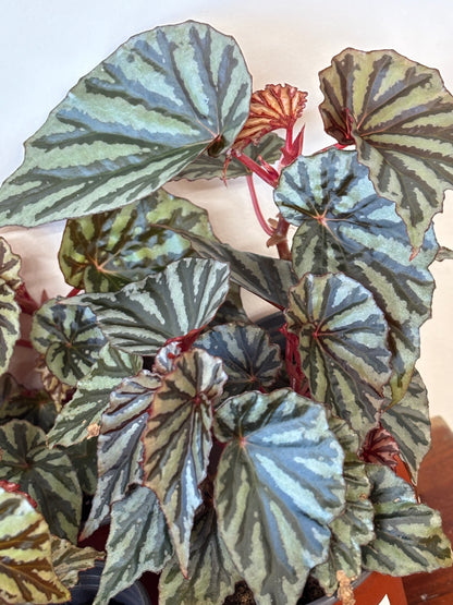 Begonia Jaya