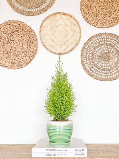 Willow Ceramic Planter Pot, Drainage Hole &amp; Attached Saucer