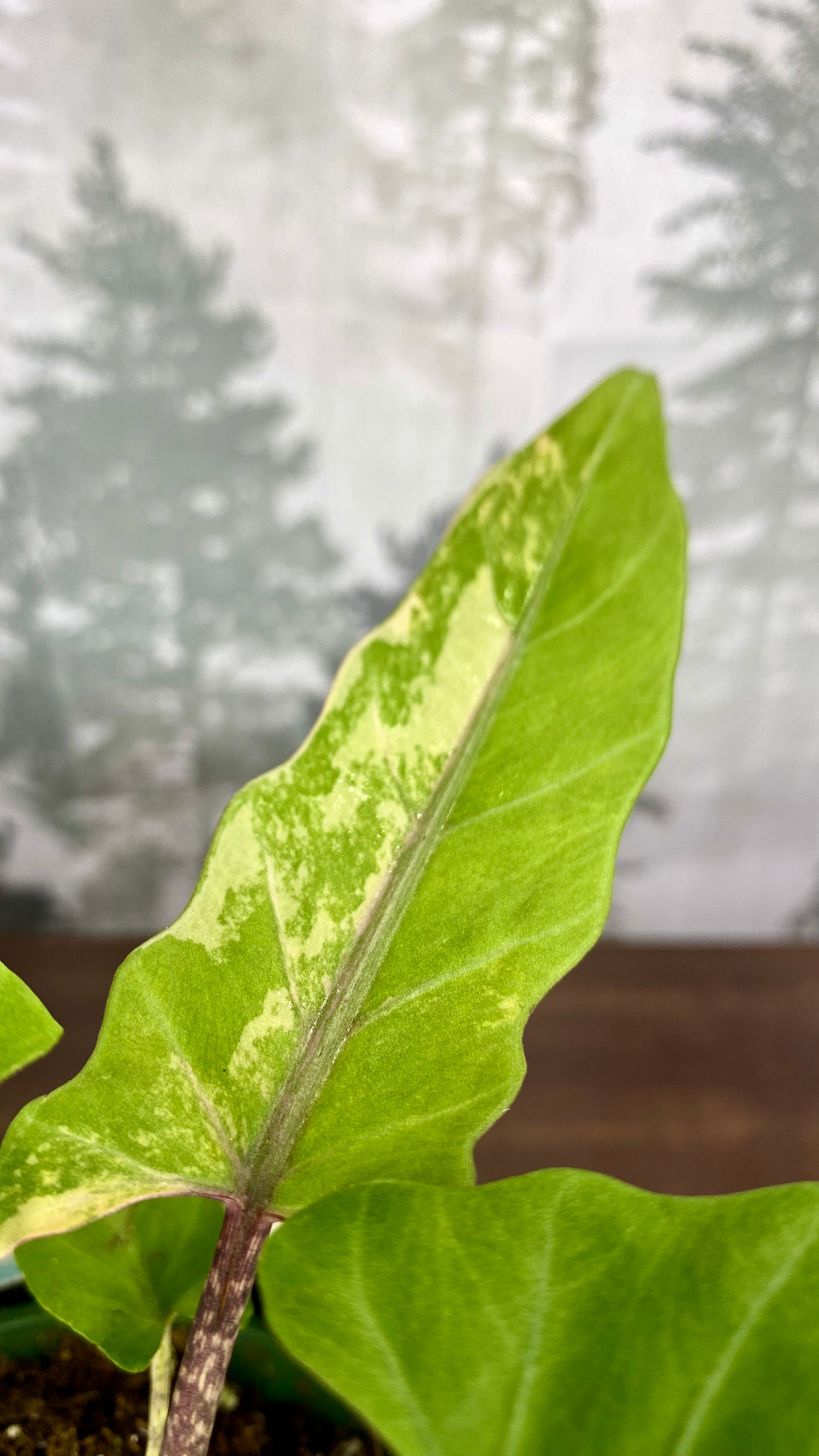 Alocasia Lauterbachiana Aurea Variegated A1