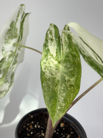 (A2) Alocasia Longiloba Variegated