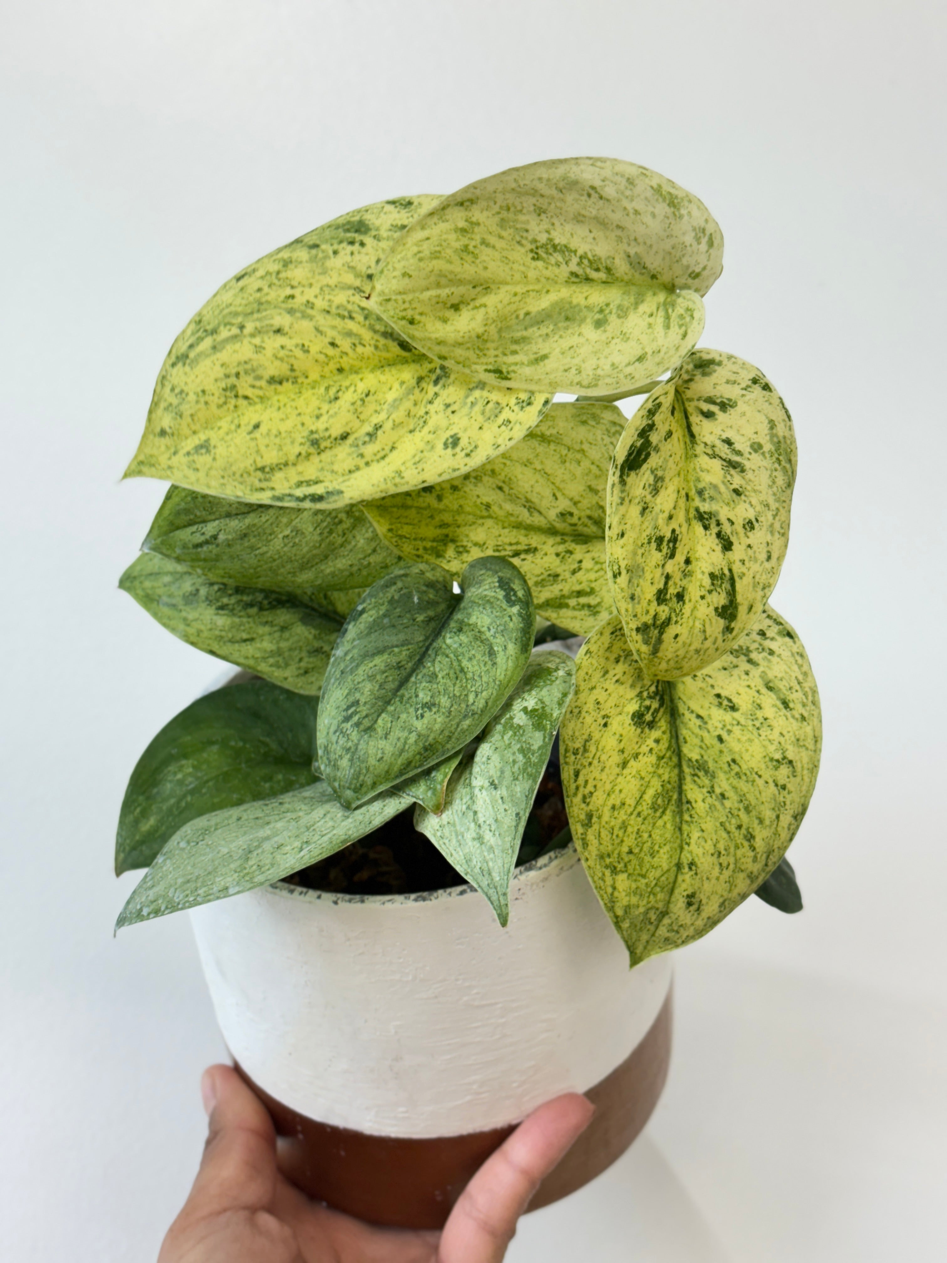 Scindapsus Jade Satin Marble Variegata