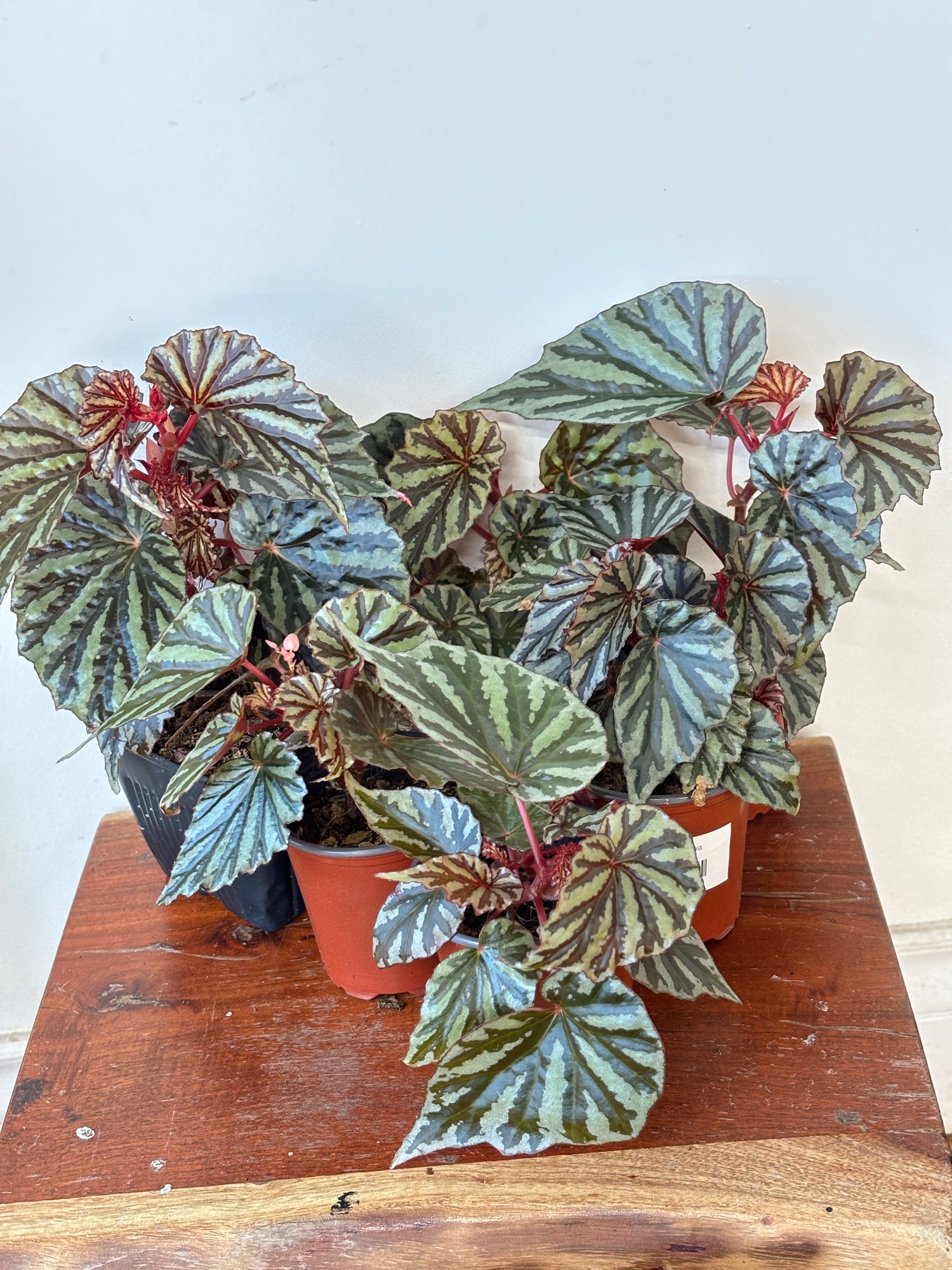 Weekly Feature- Begonia Jaya