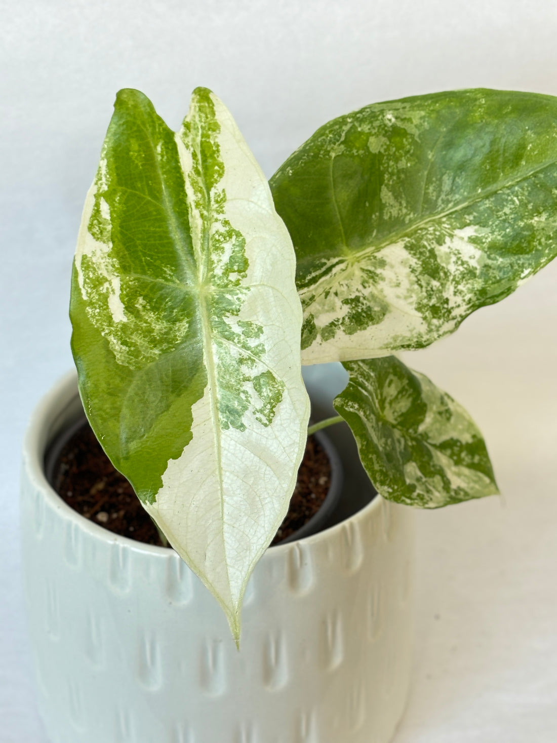 Alocasia Longiloba Variegated