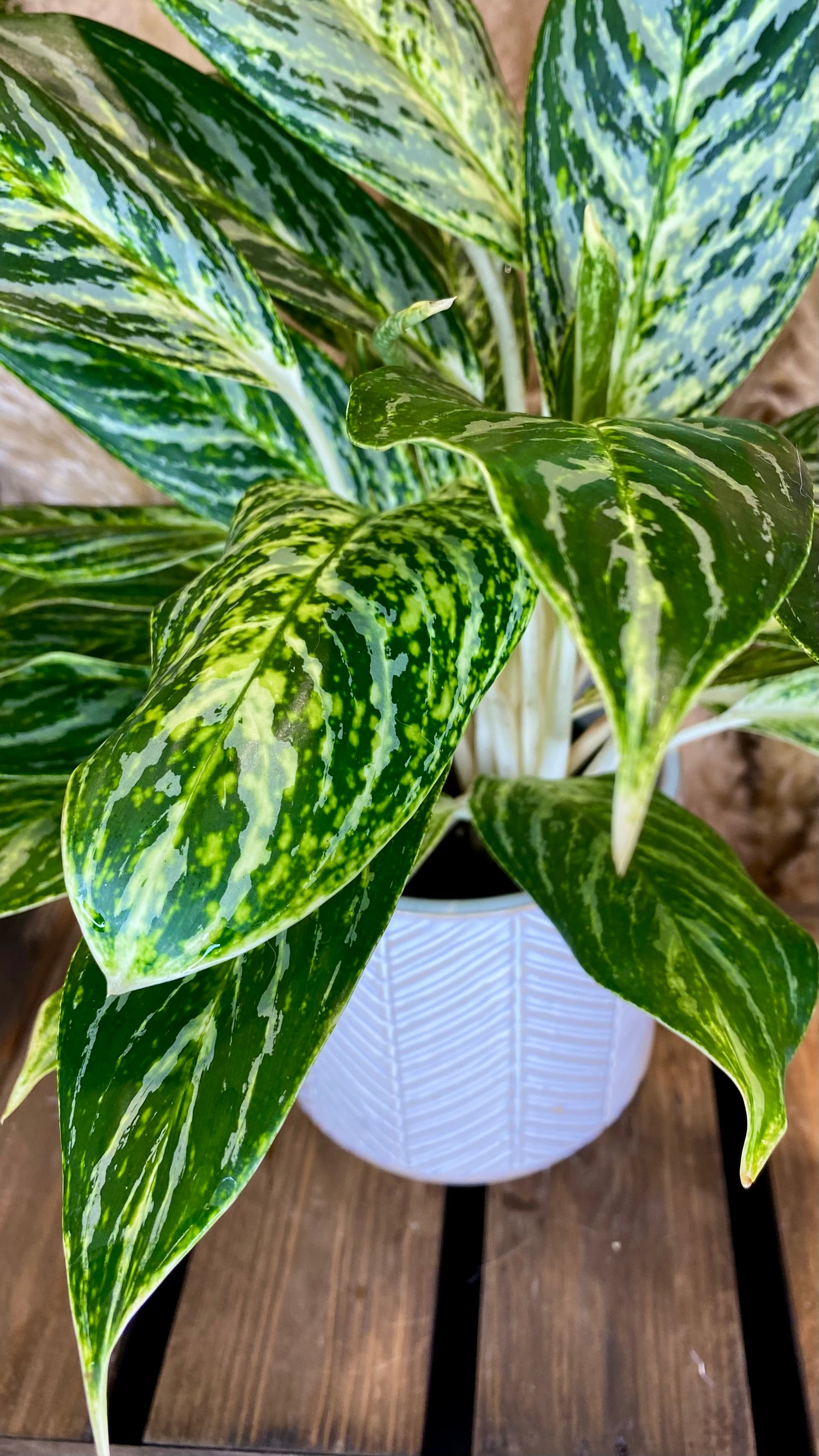 Aglaonema 6 inch