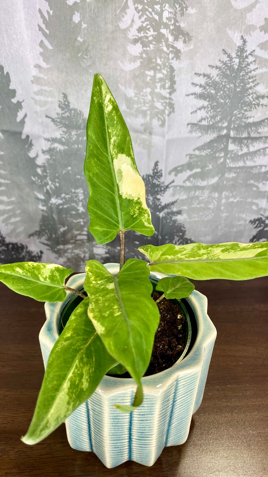 Alocasia Lauterbachiana Aurea Variegated A1