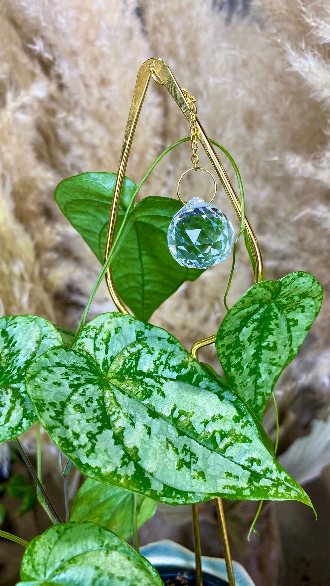 Discorea sp. Colombia Silver