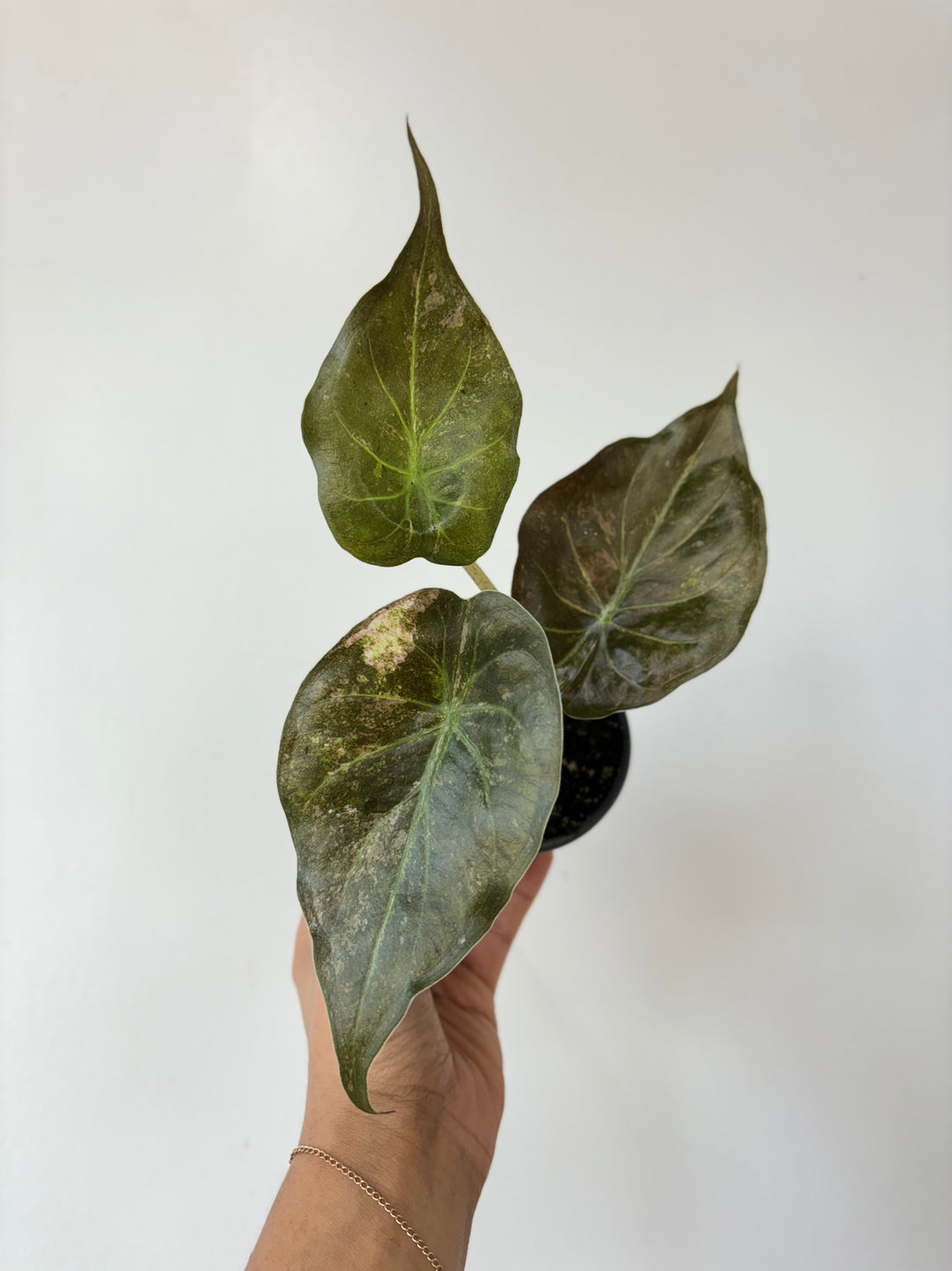 Alocasia Wentii Variegated