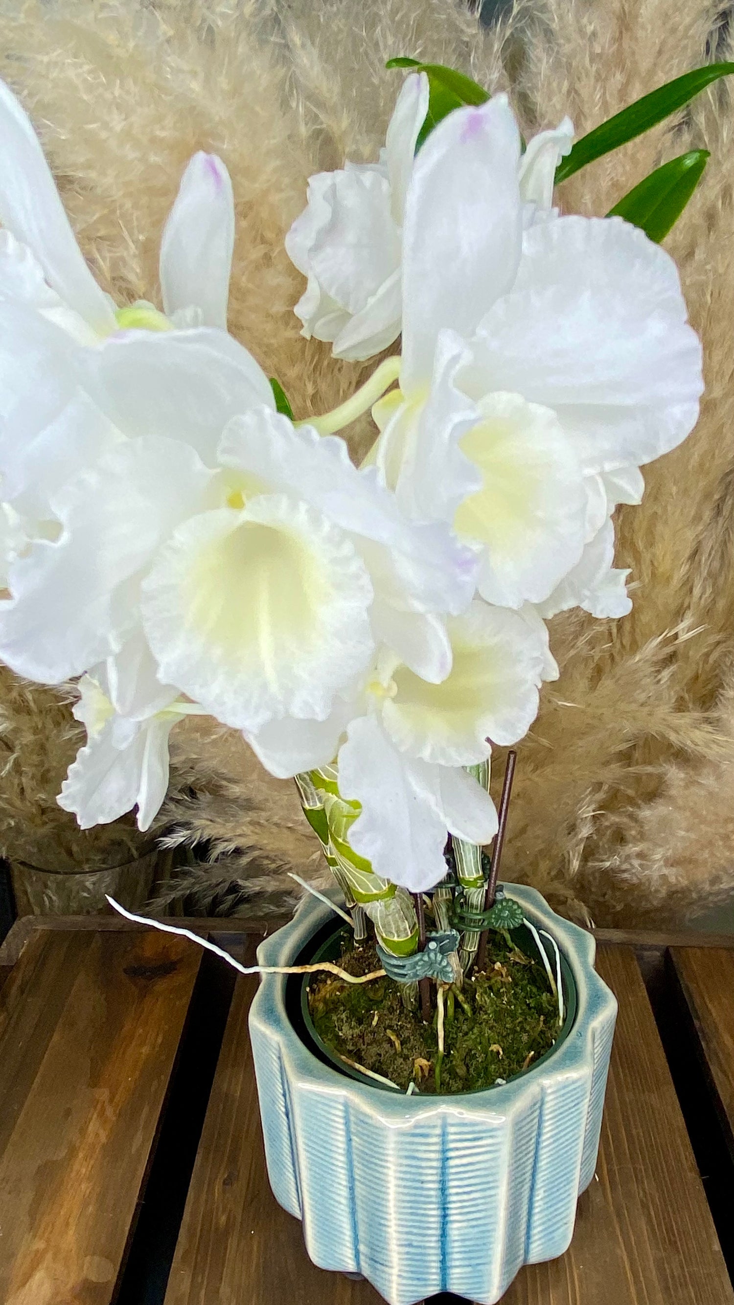 Dendrobium Orchid 4” W12