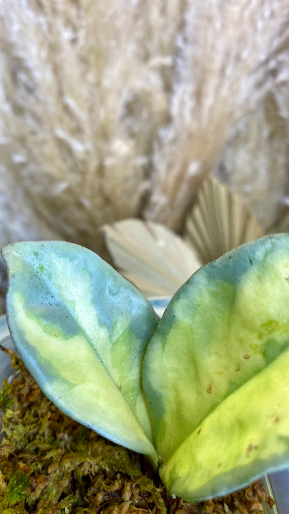 Hoya Argentea Princess Two leaf cutting