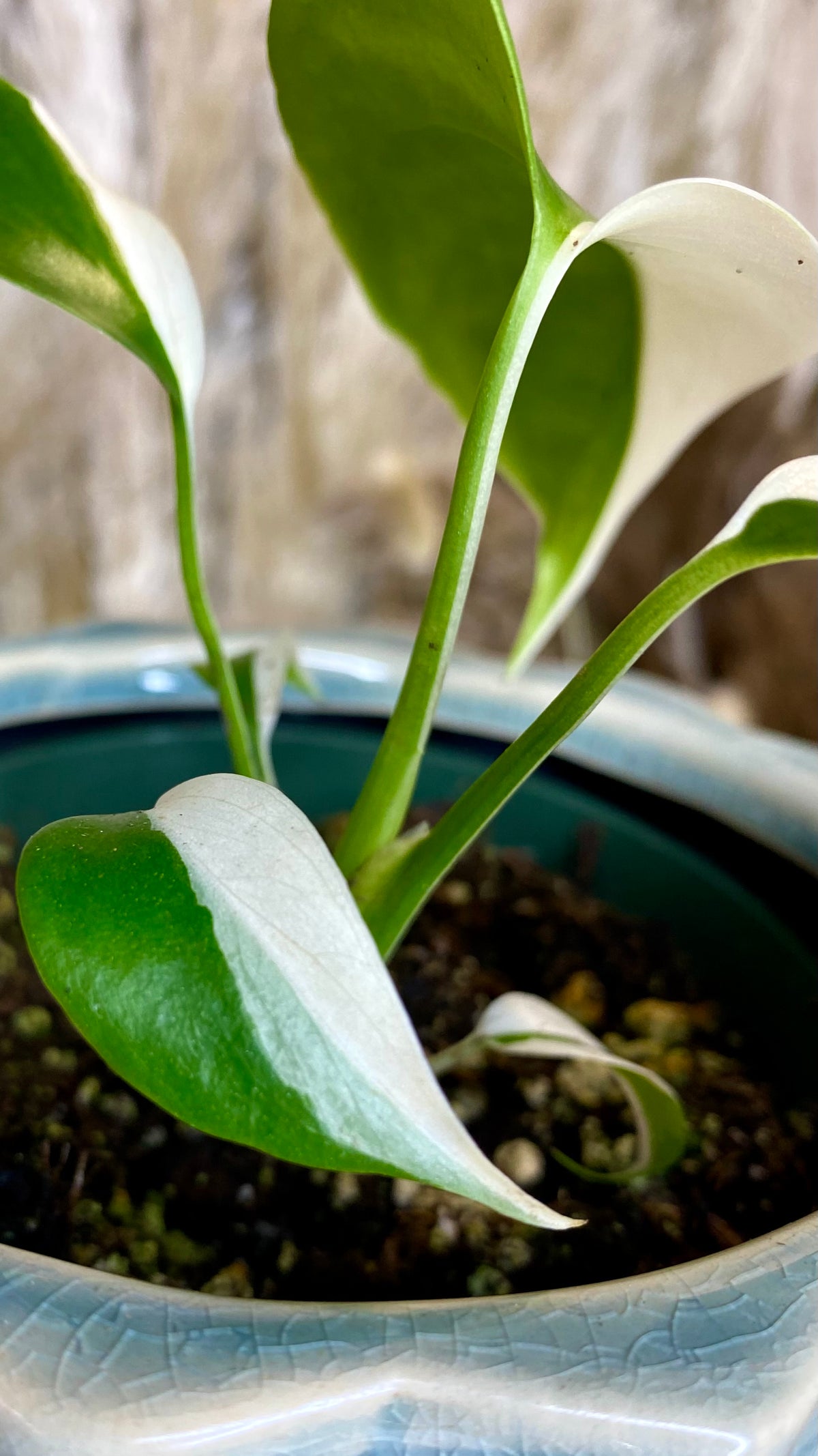 Monstera Albo 4"