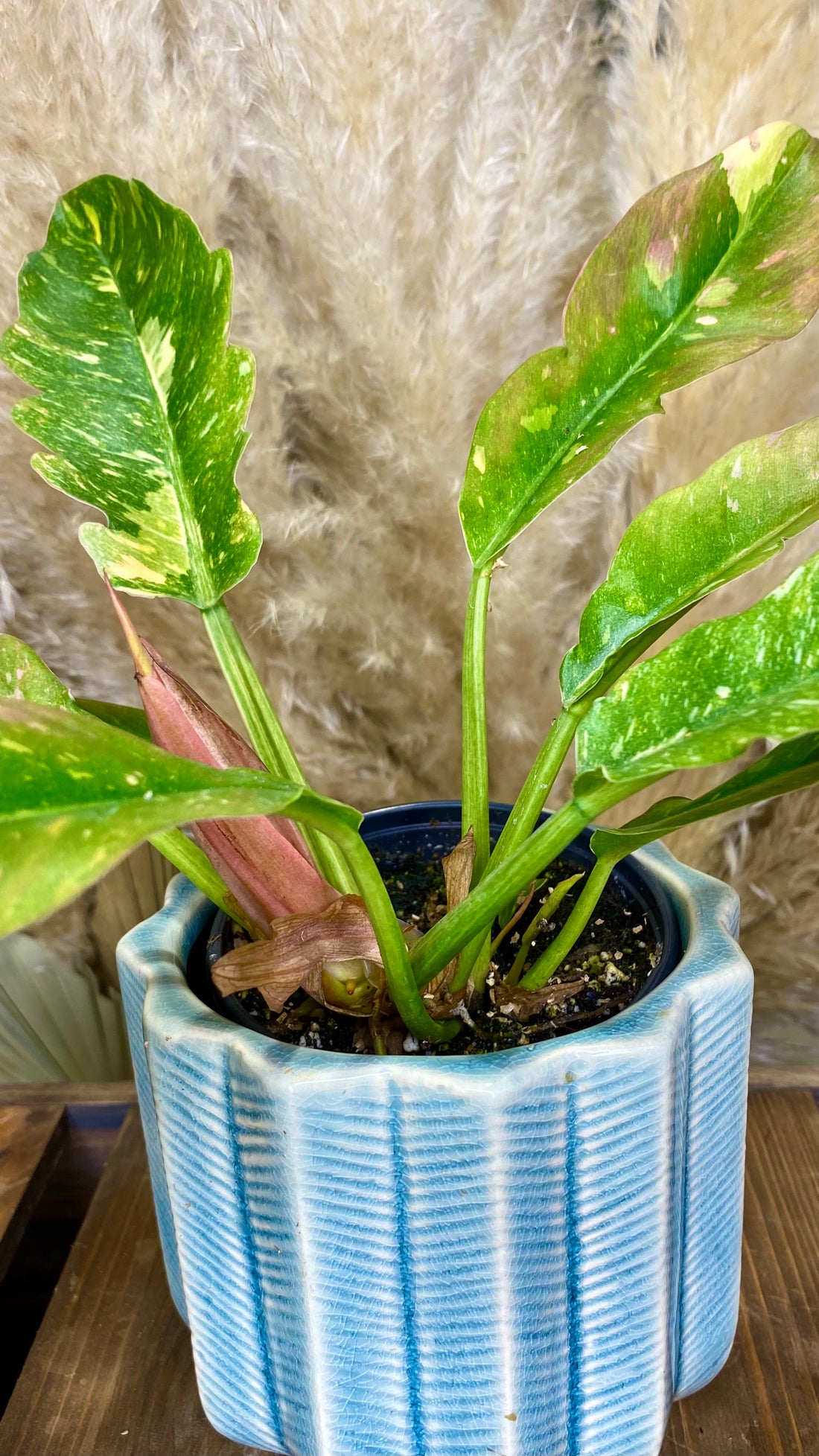 Philodendron Ring of Fire 4&quot;