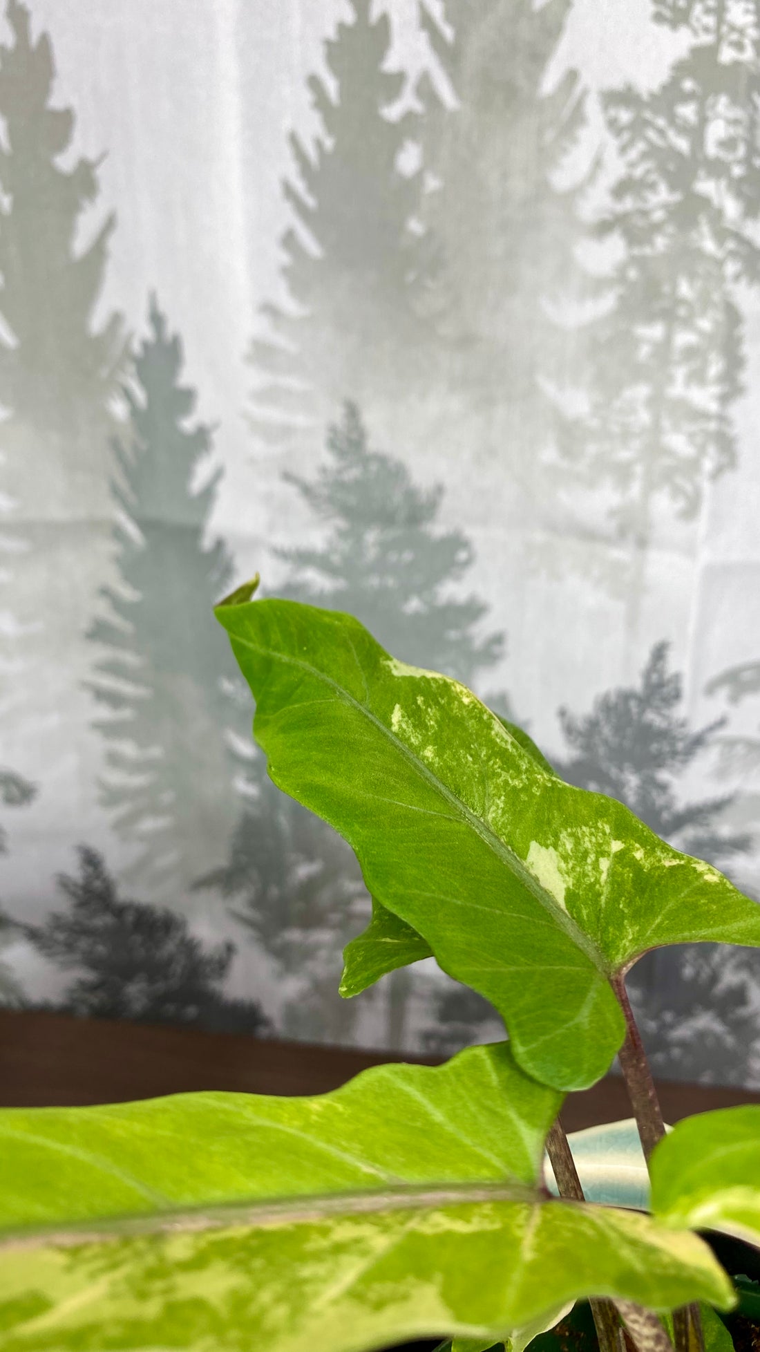 Alocasia Lauterbachiana Aurea Variegated A1