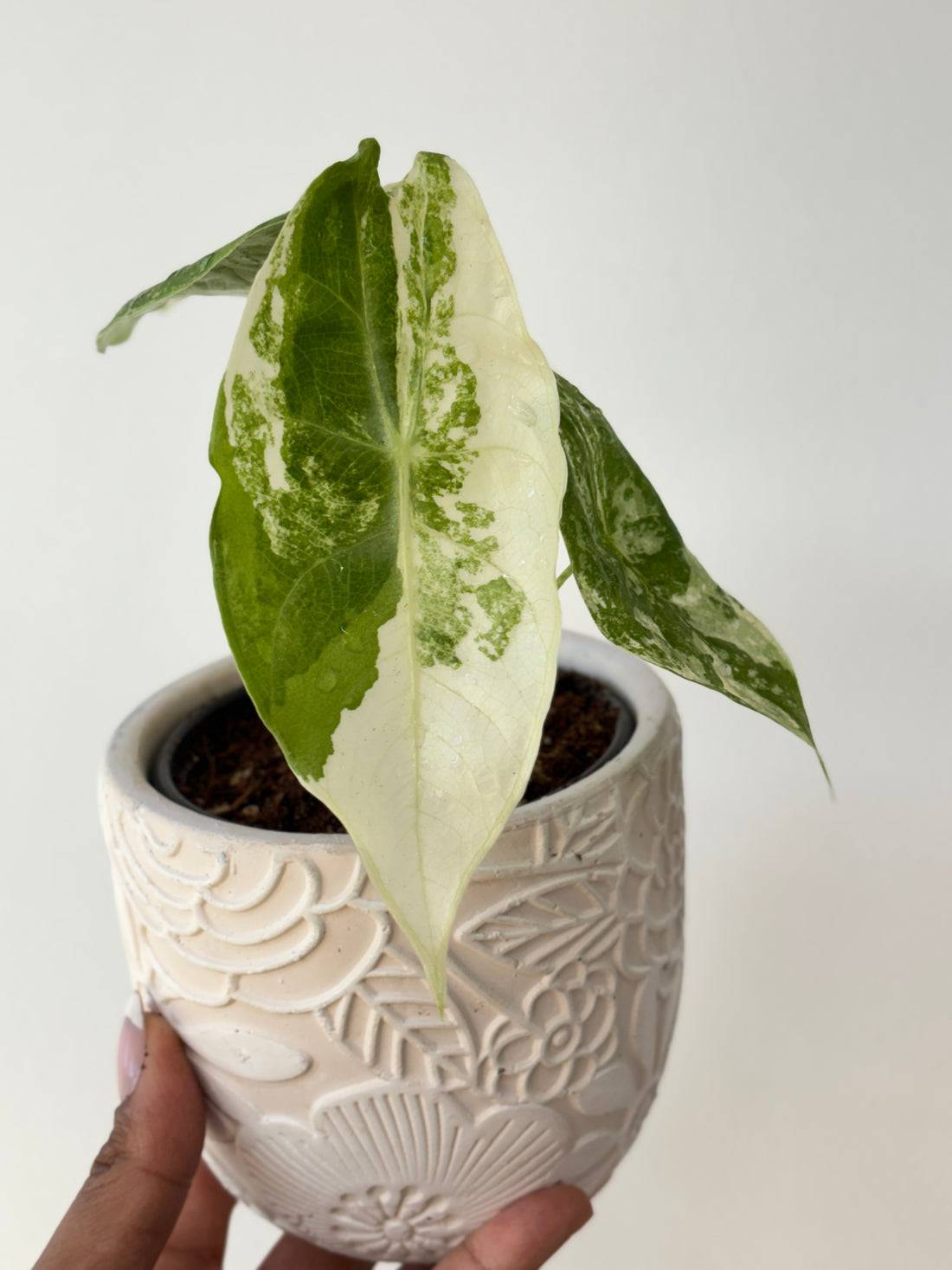 (A) Alocasia Longiloba Variegated