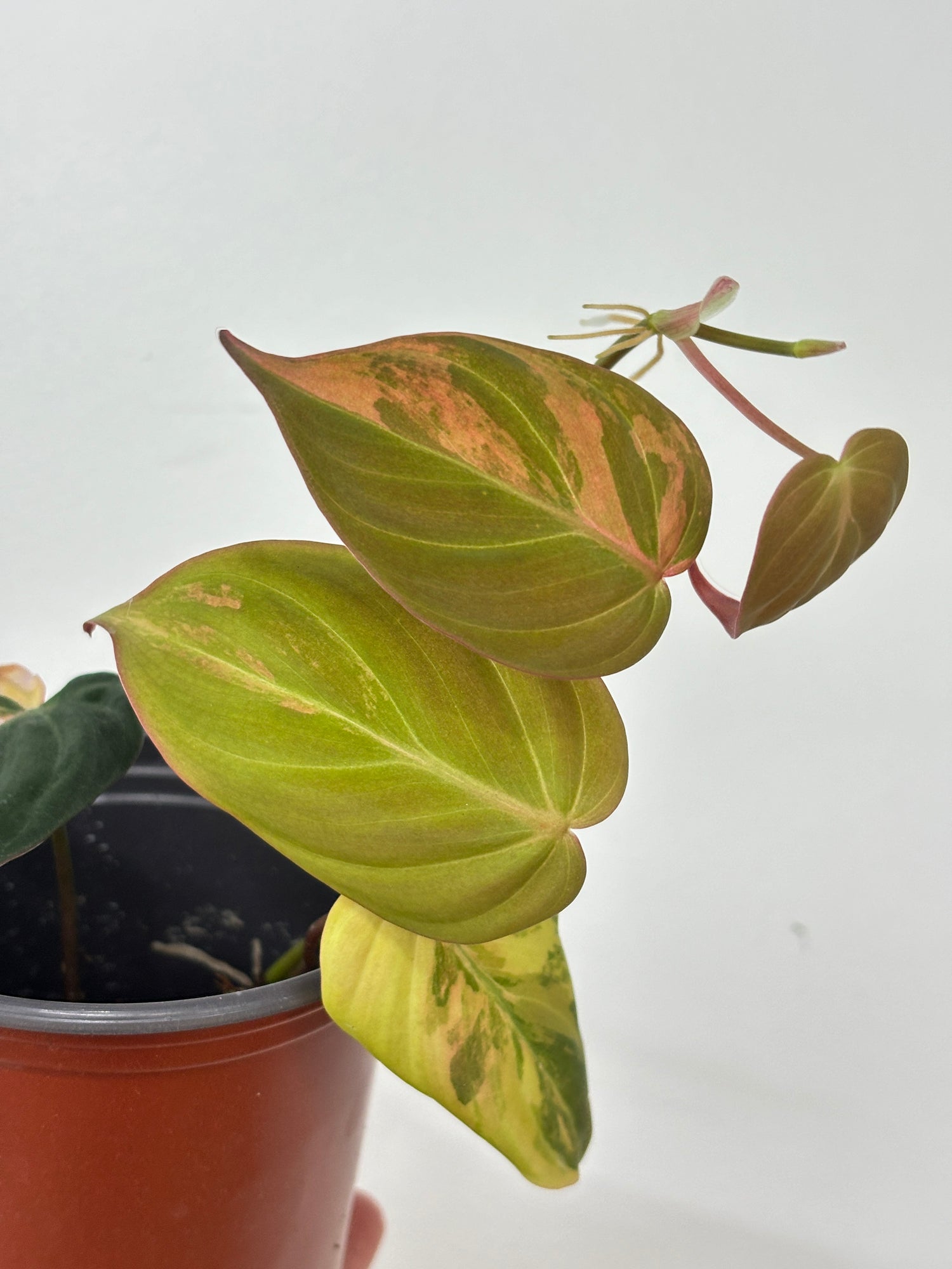 philodendron micans pink leaves Philodendron Micans Variegated Pink Mint – Wilderly