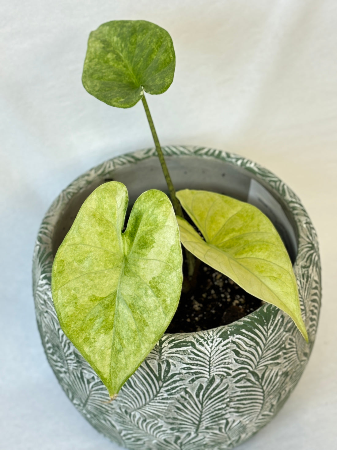 (B) Alocasia Zabrina Albo Variegated