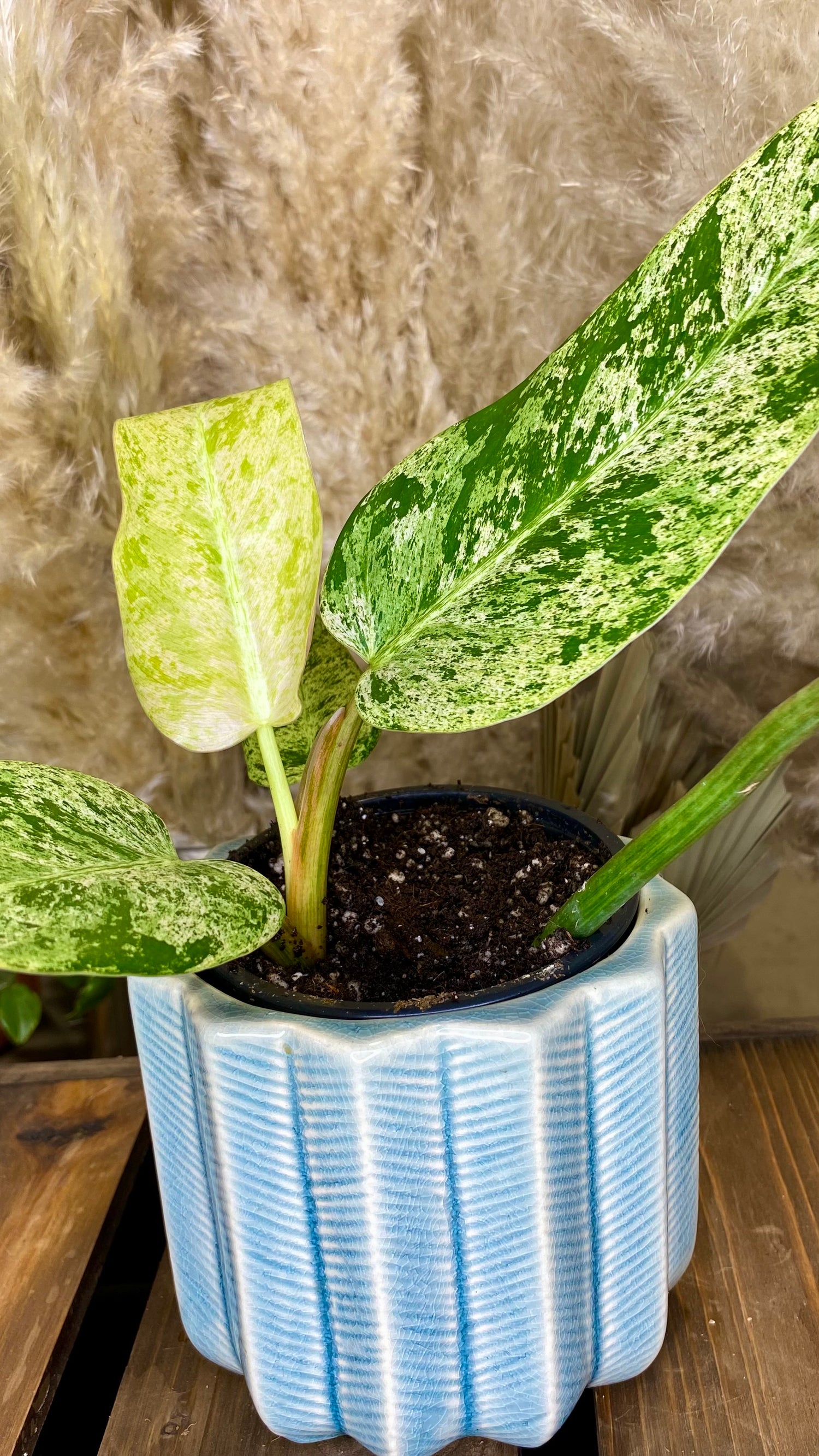 philodendron marble variegated Philodendron Domesticum Marble Variegated (WP50) – Wilderly