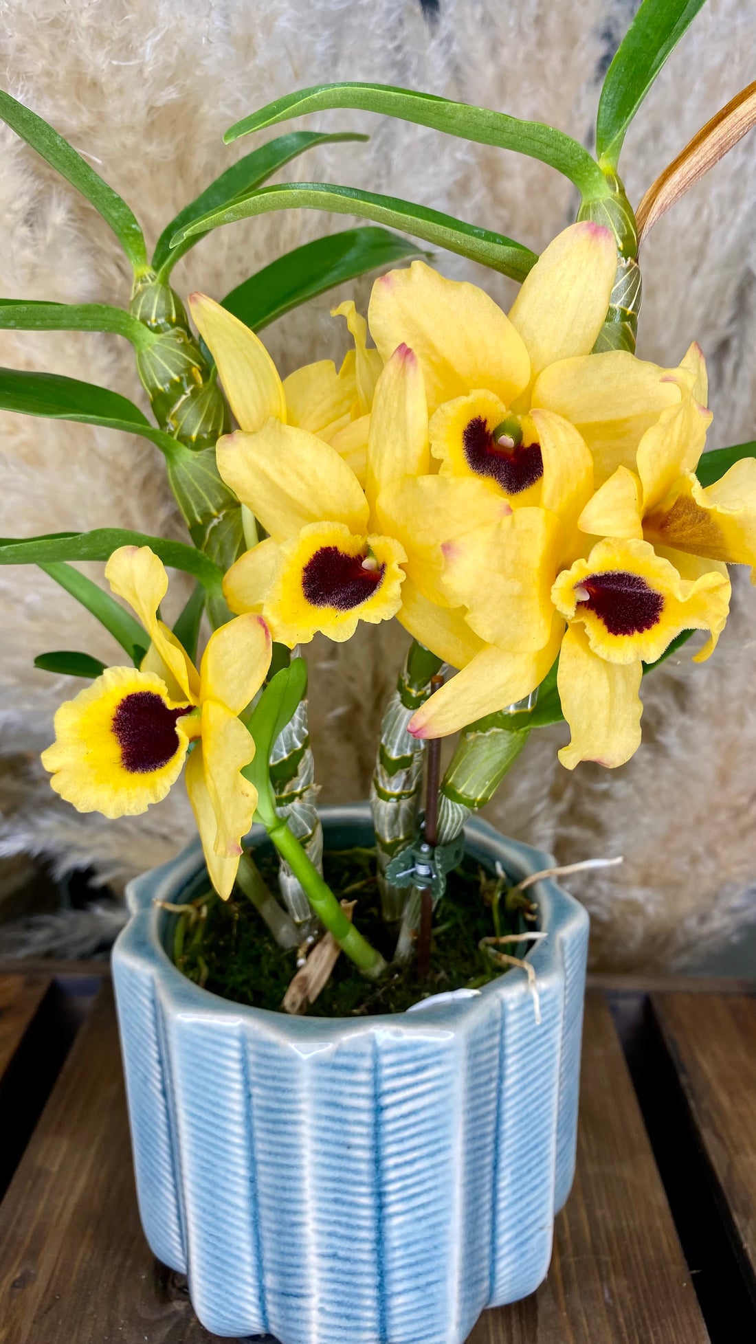 Dendrobium Orchid 4” W11