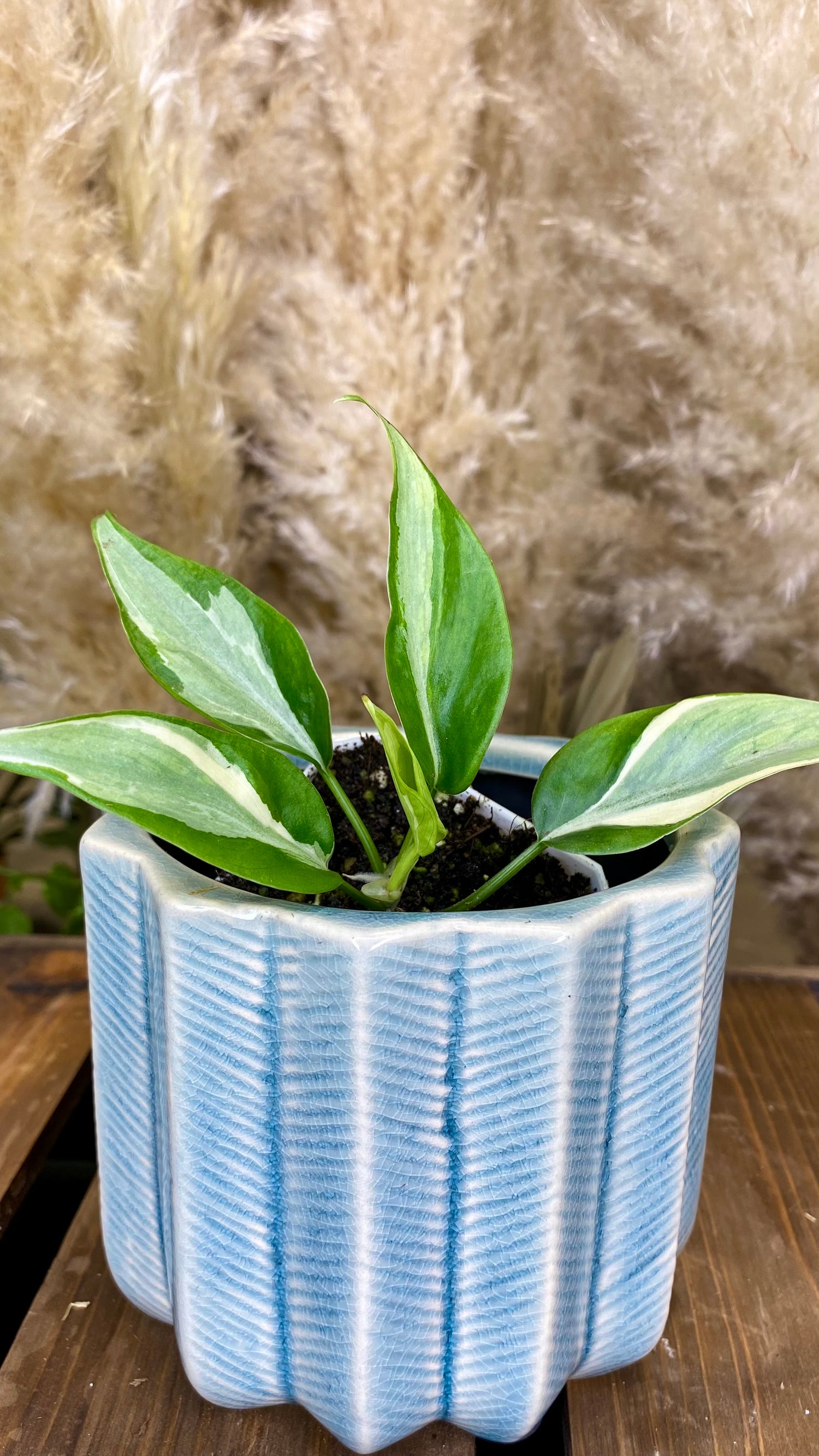 rio plant indoors Philodendron Rio (WP058) – Wilderly