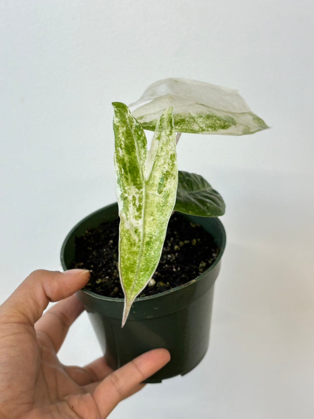 (C) Alocasia Zabrina Albo Variegated