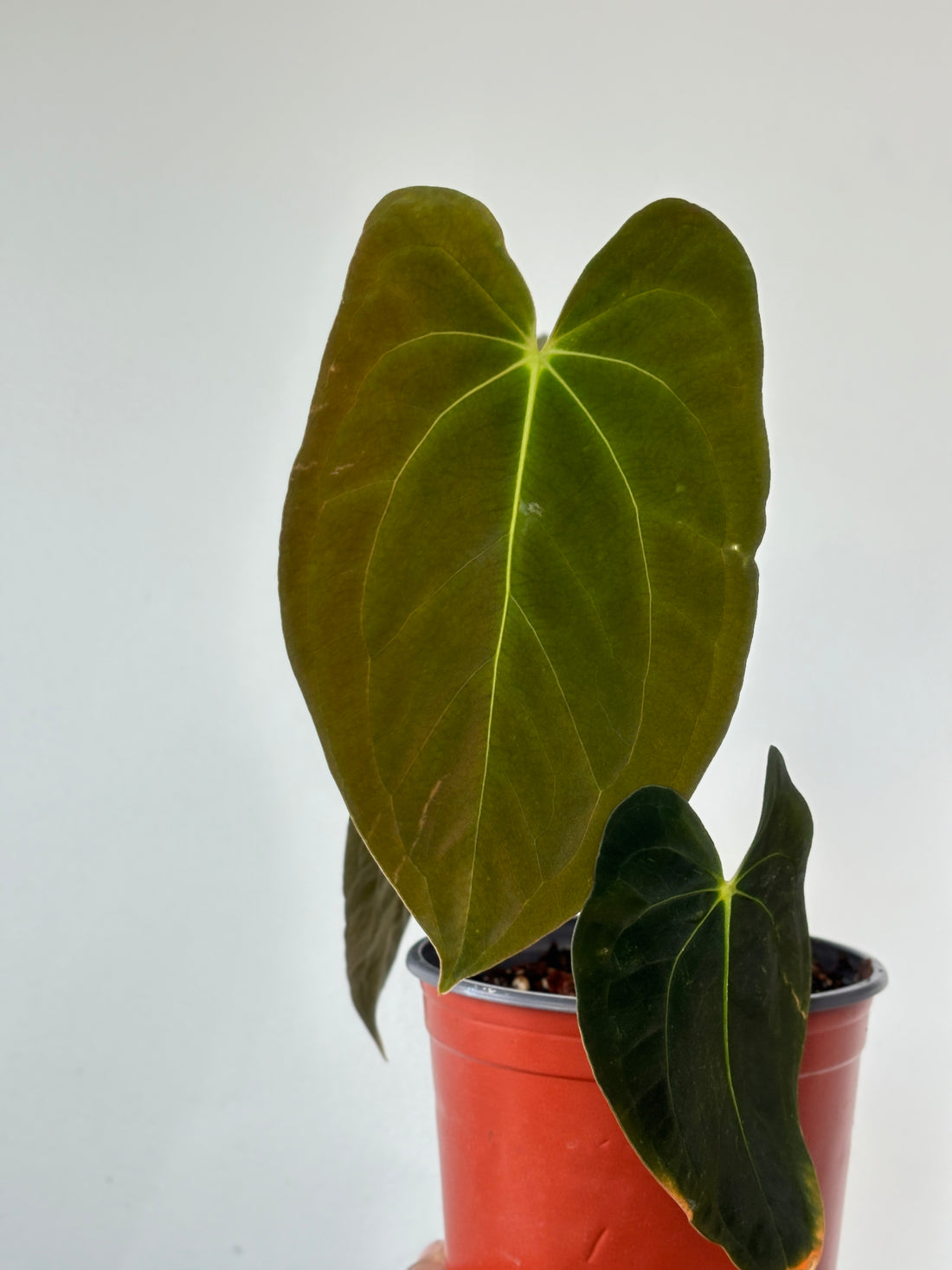 Anthurium Papilliaminum (Pure)