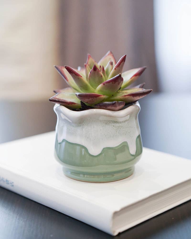 Milky Green Lotus