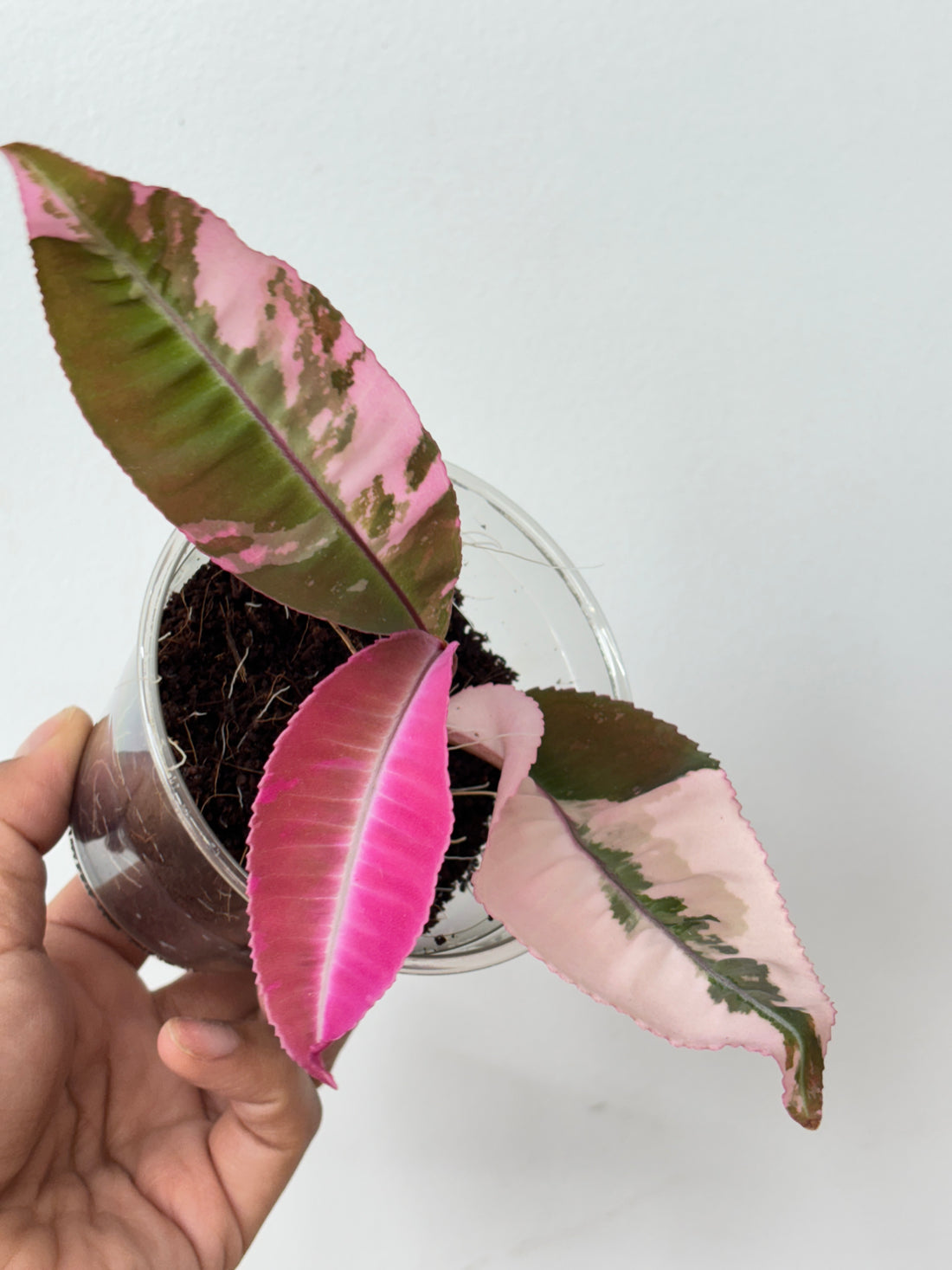 (A) Labisia Pink Variegated