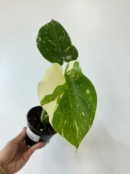 Monstera Thai Constellation-Medium