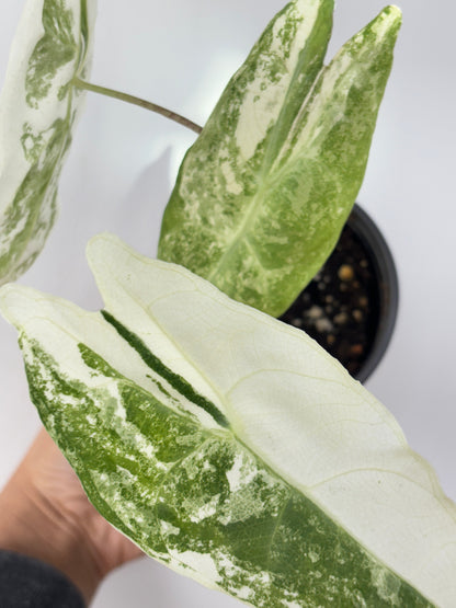 (A2) Alocasia Longiloba Variegated