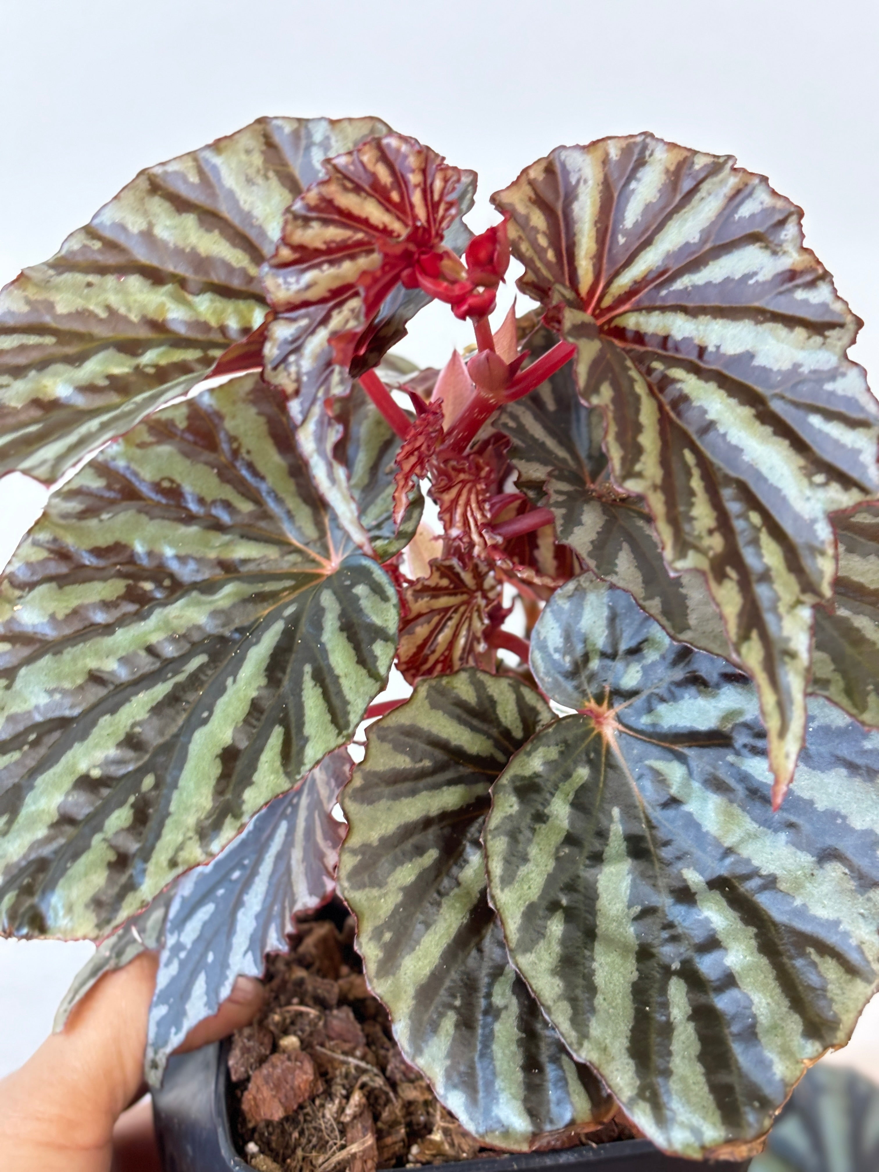 Weekly Feature- Begonia Jaya