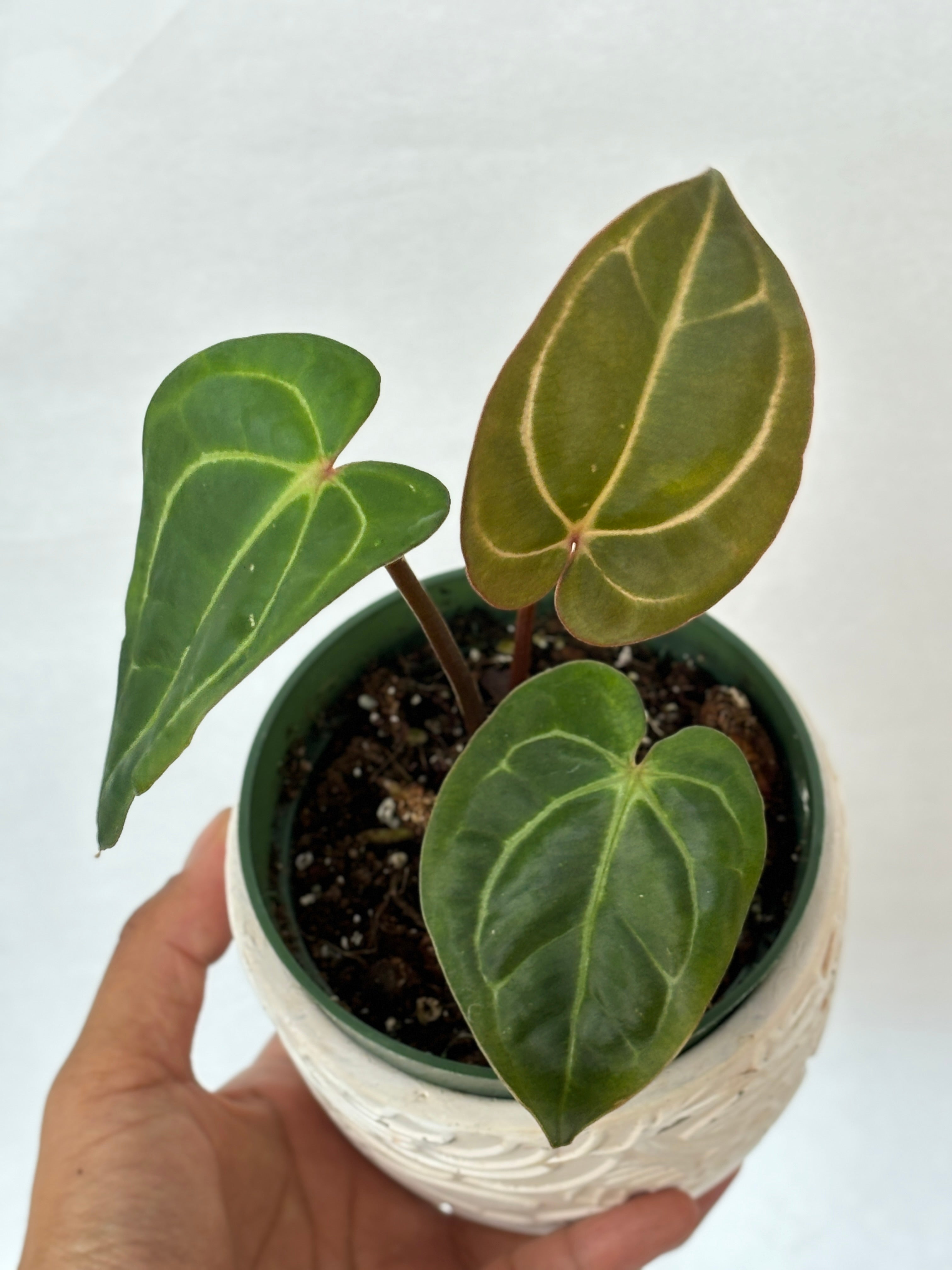 (B) Anthurium Carlablackiae