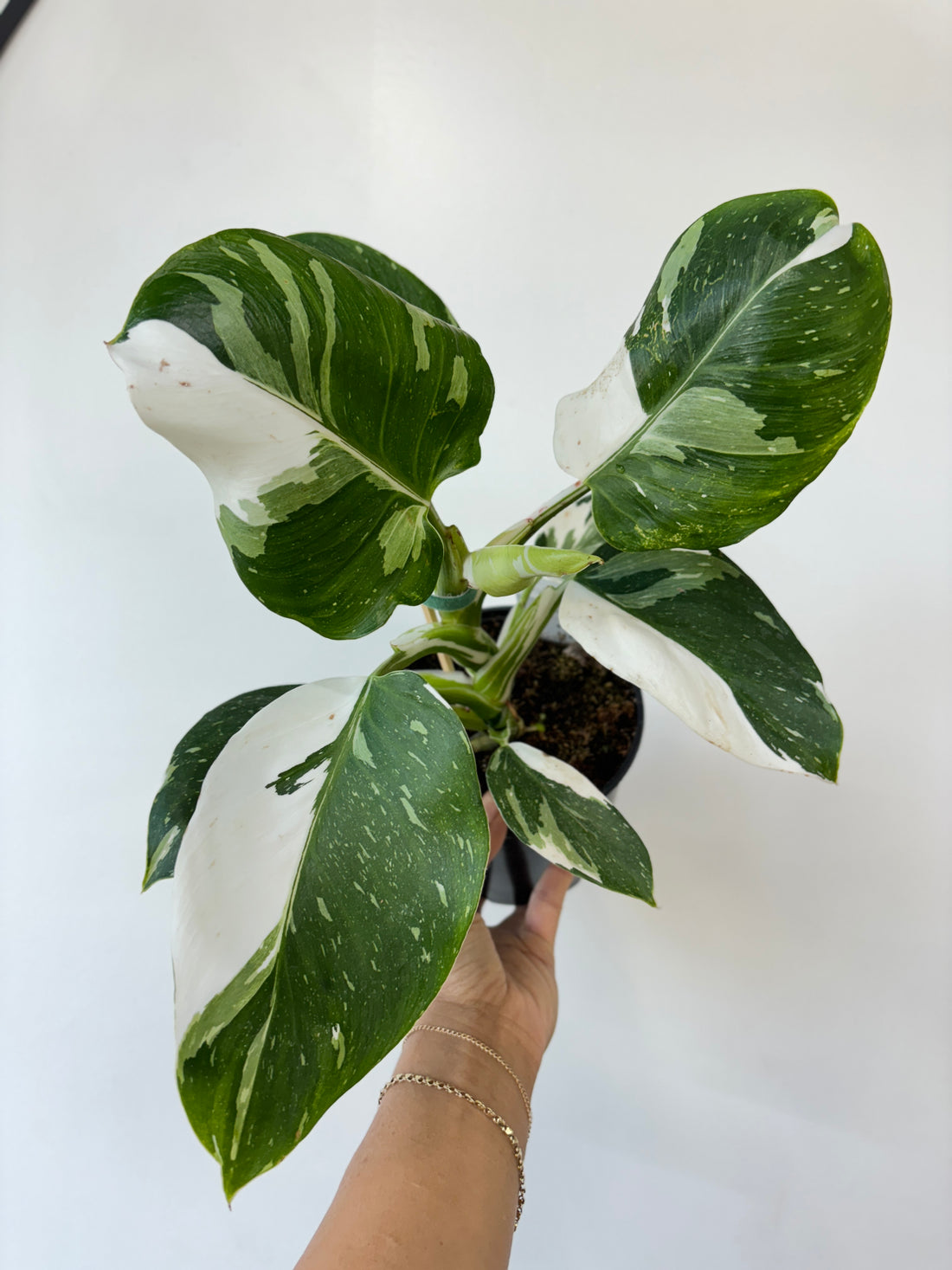 Philodendron White Wizard 6&quot;