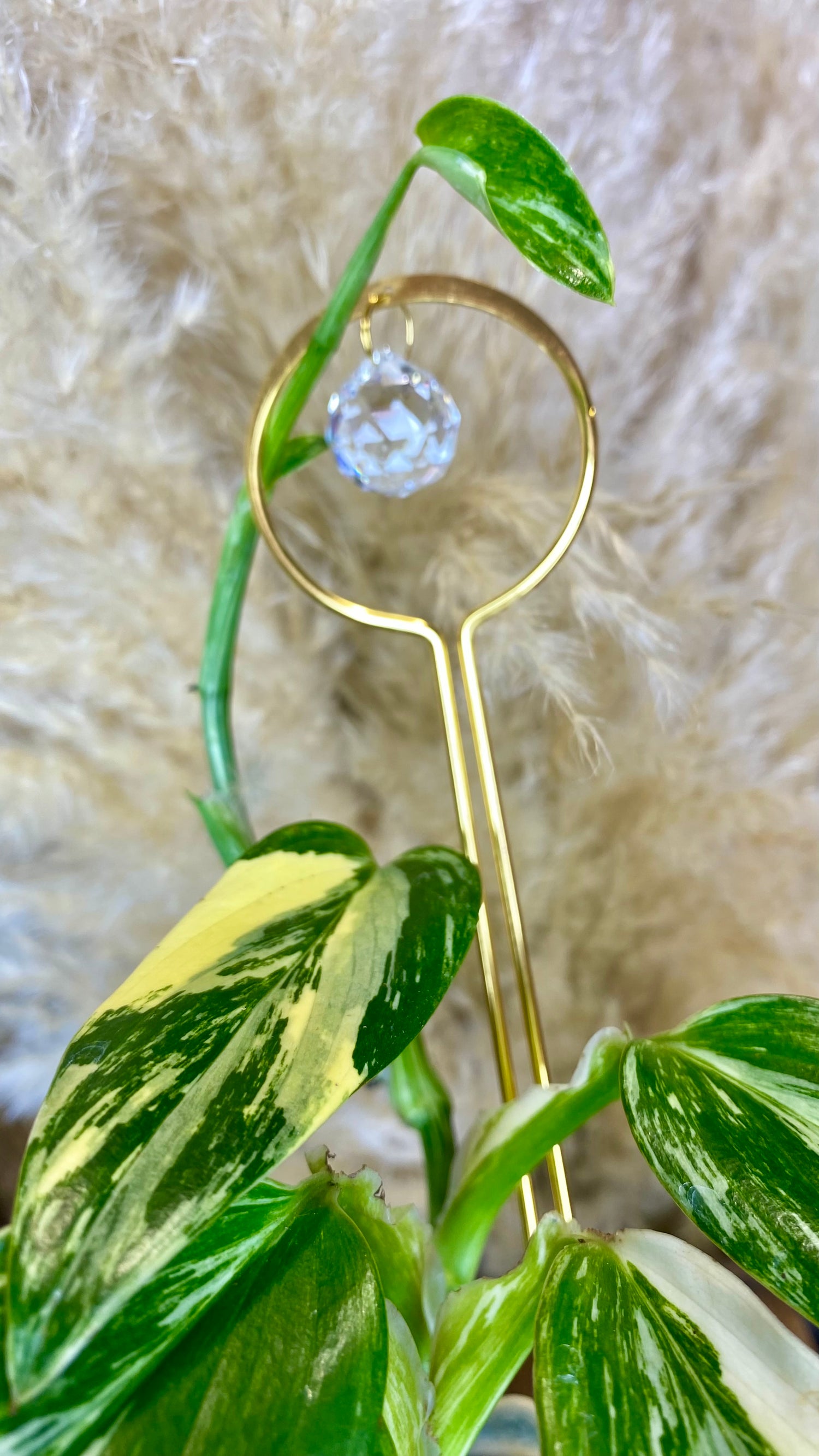 monstera standleyana aurea Monstera Standleyana Aurea – Wilderly