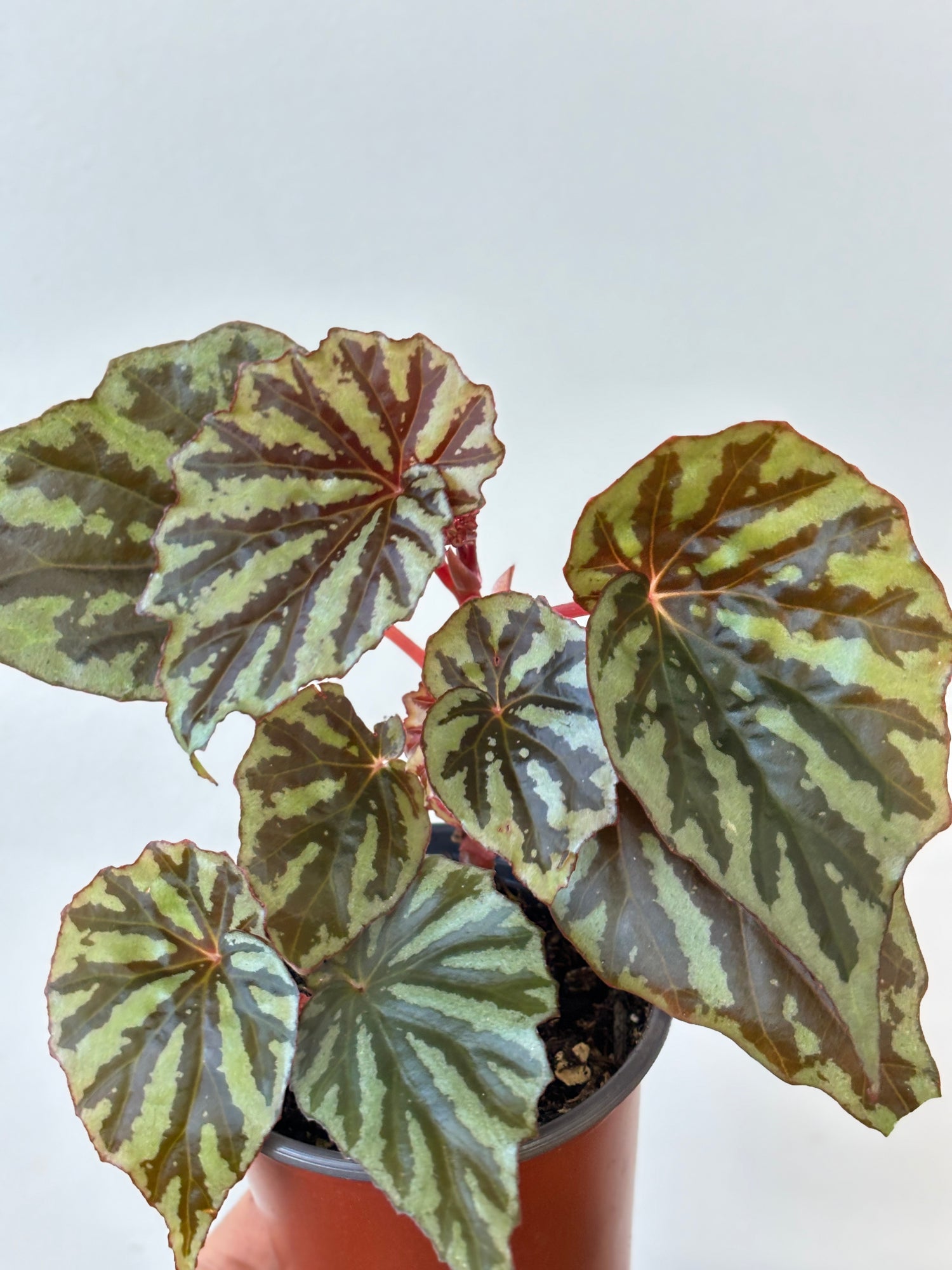 Weekly Feature- Begonia Jaya