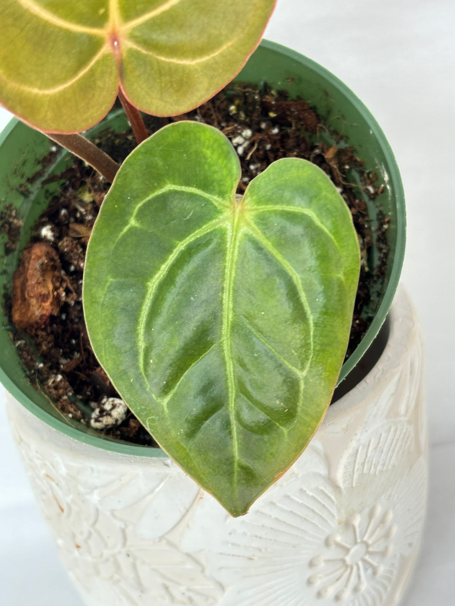 (B) Anthurium Carlablackiae