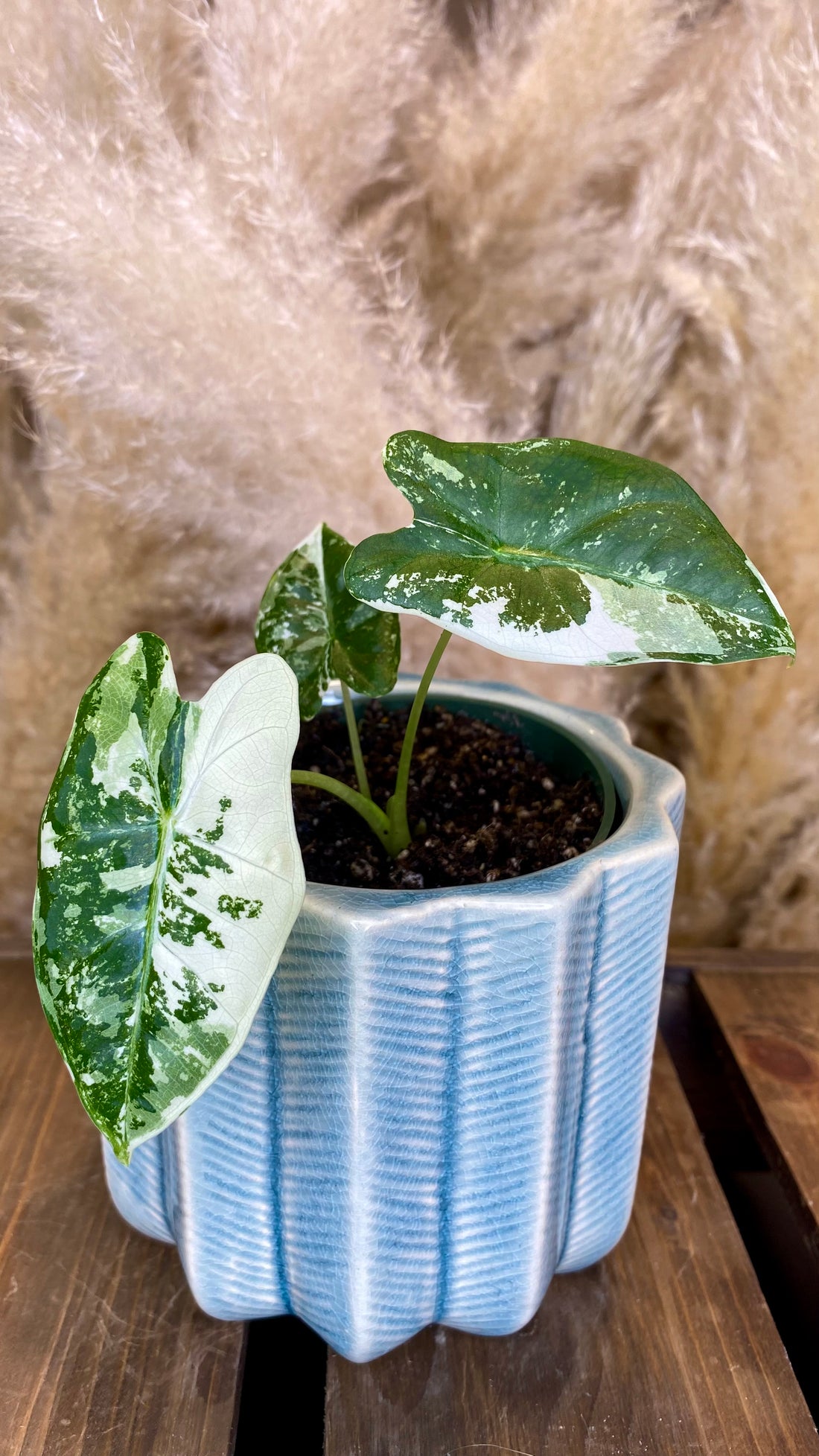Alocasia Frydek Variegated