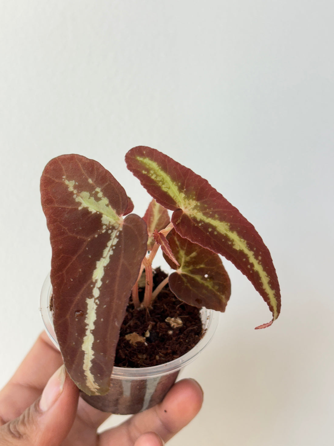 Begonia variabilis