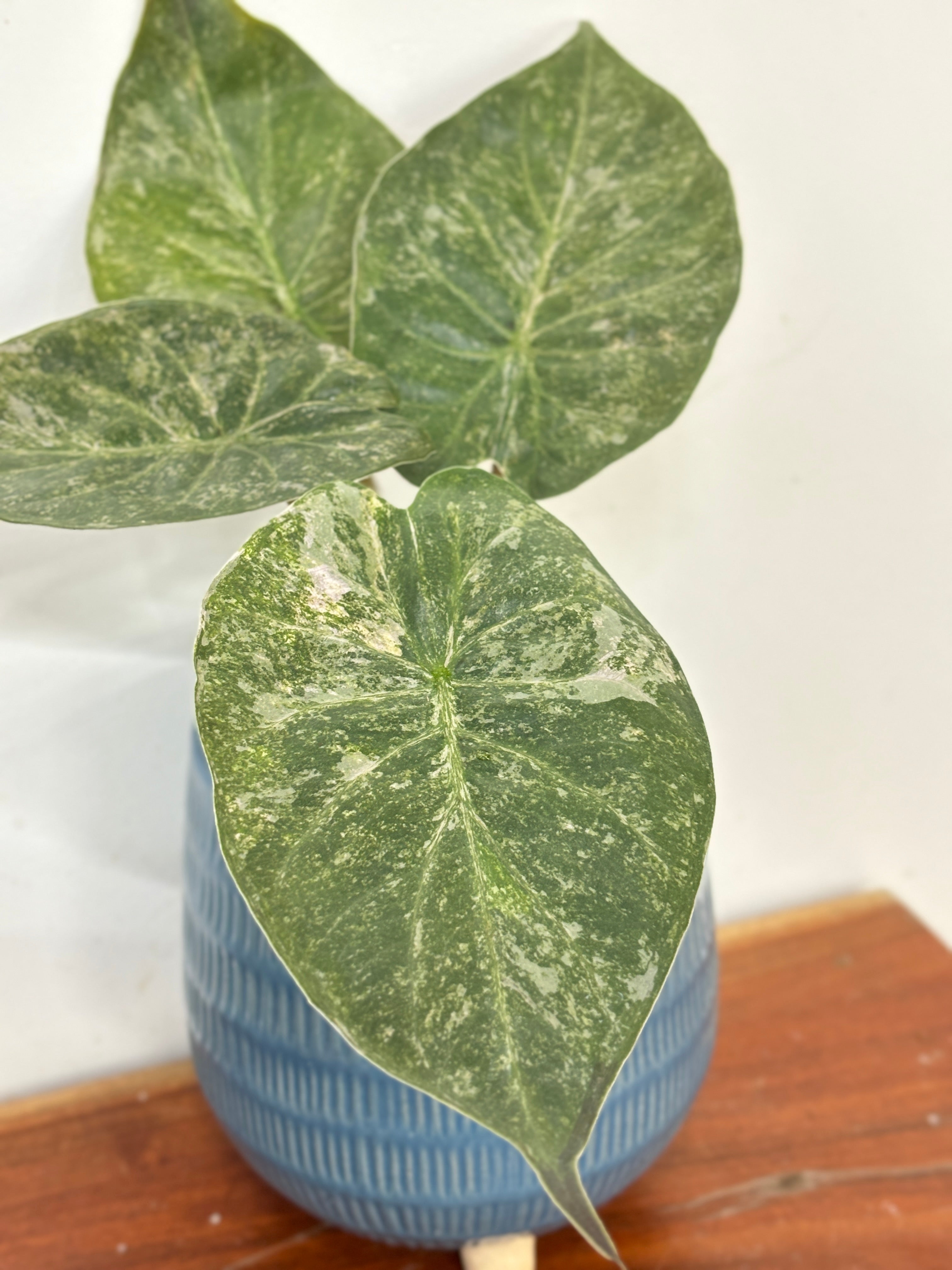 Alocasia Wentii Variegated