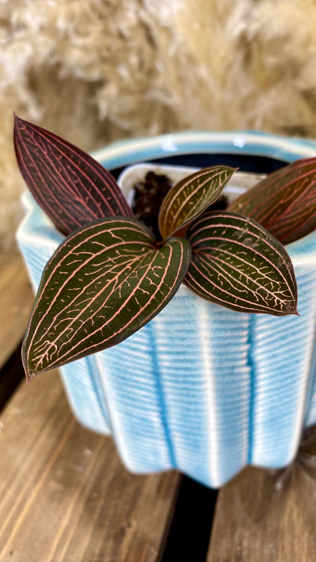 Ludisia Discolor "Spiderman"