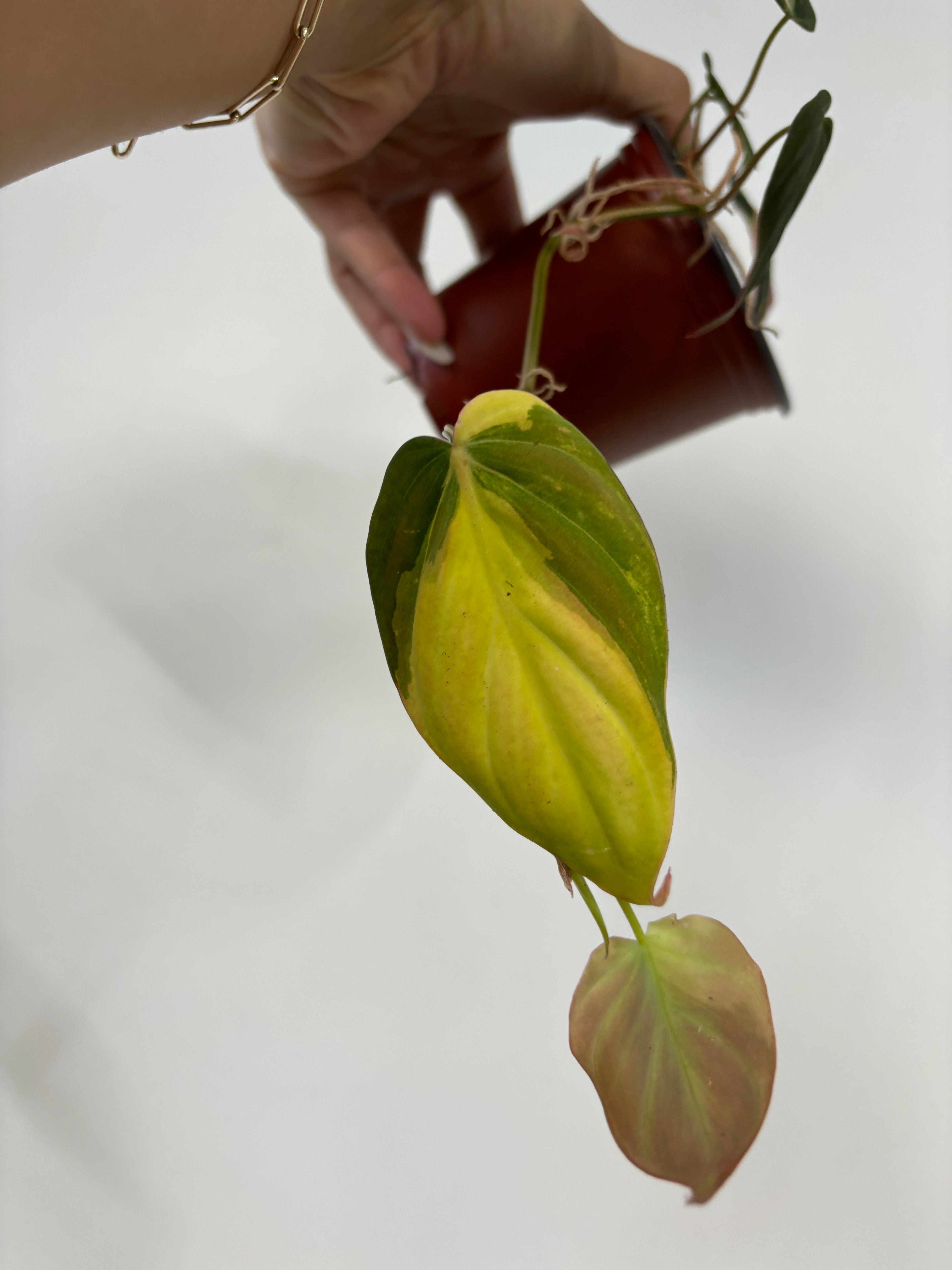 (A) Philodendron Micans Variegated